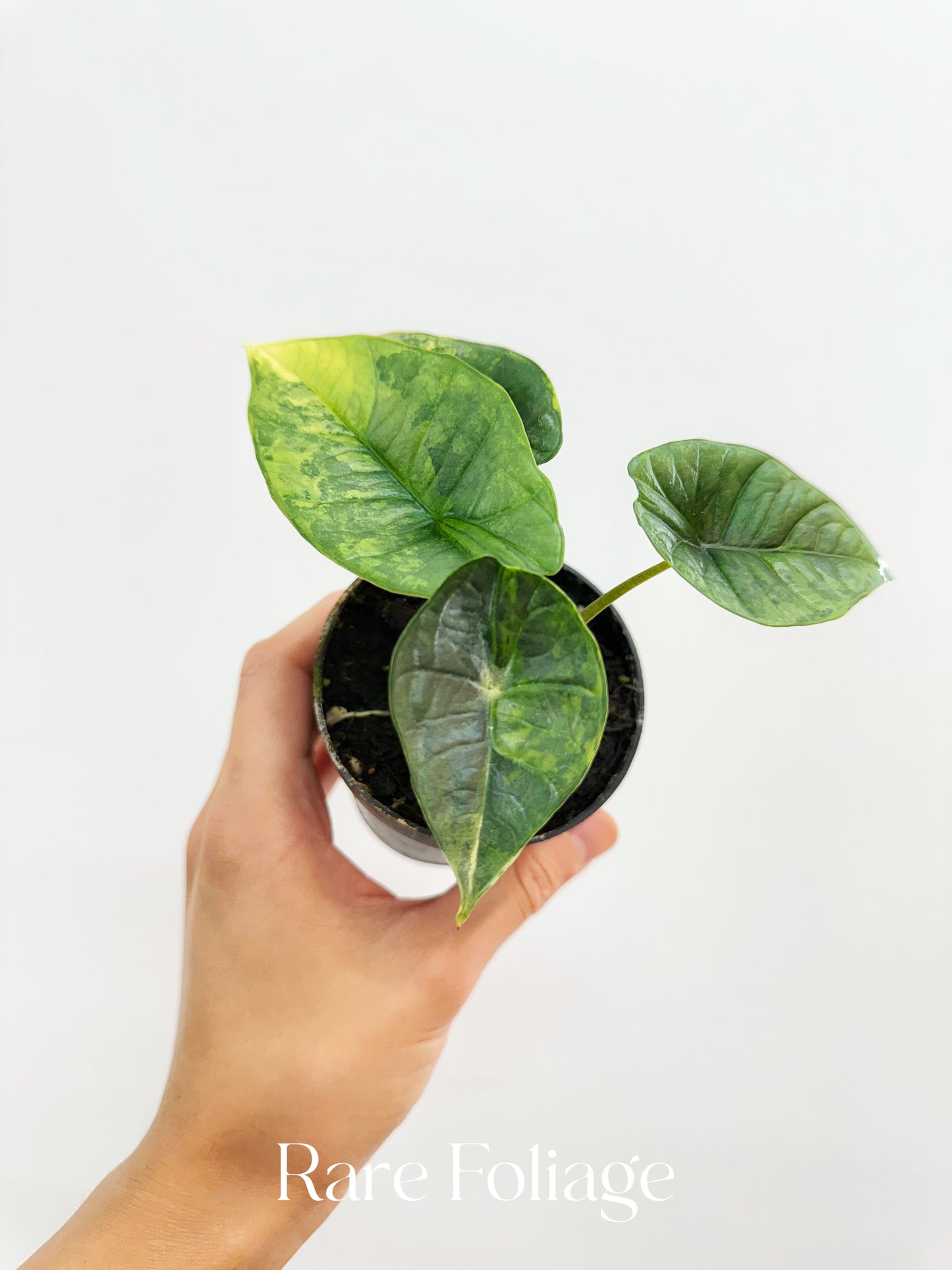 Alocasia Platinum Variegated 3” Exact Plant