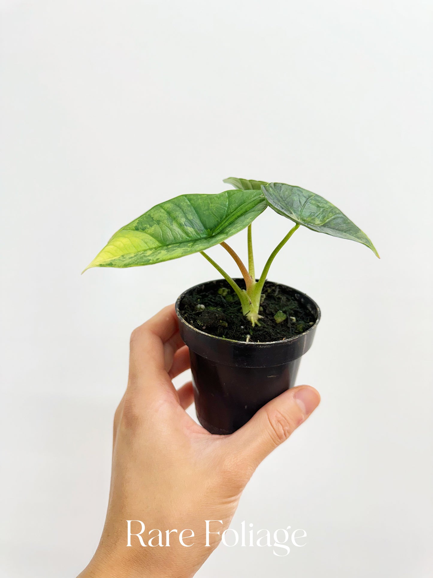 Alocasia Platinum Variegated 3” Exact Plant