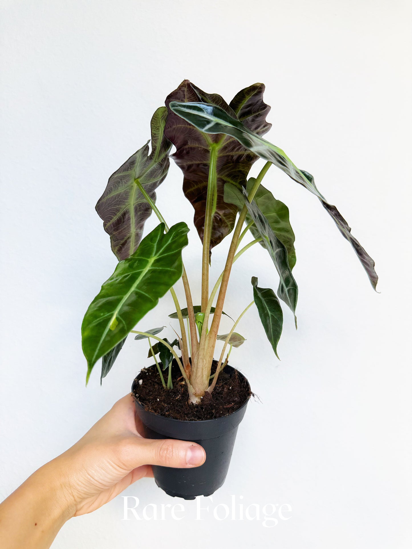 Alocasia Polly 4"