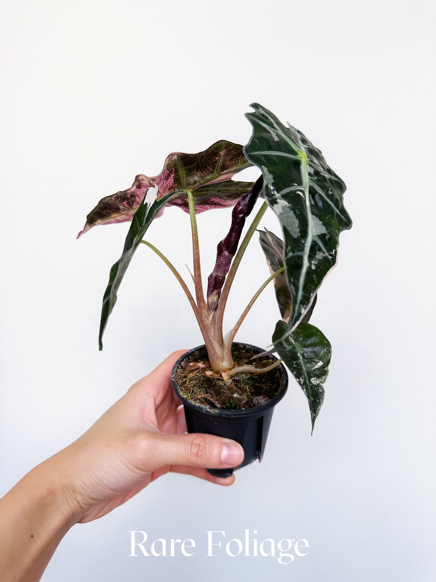 Alocasia Polly Pink Variegated 3"