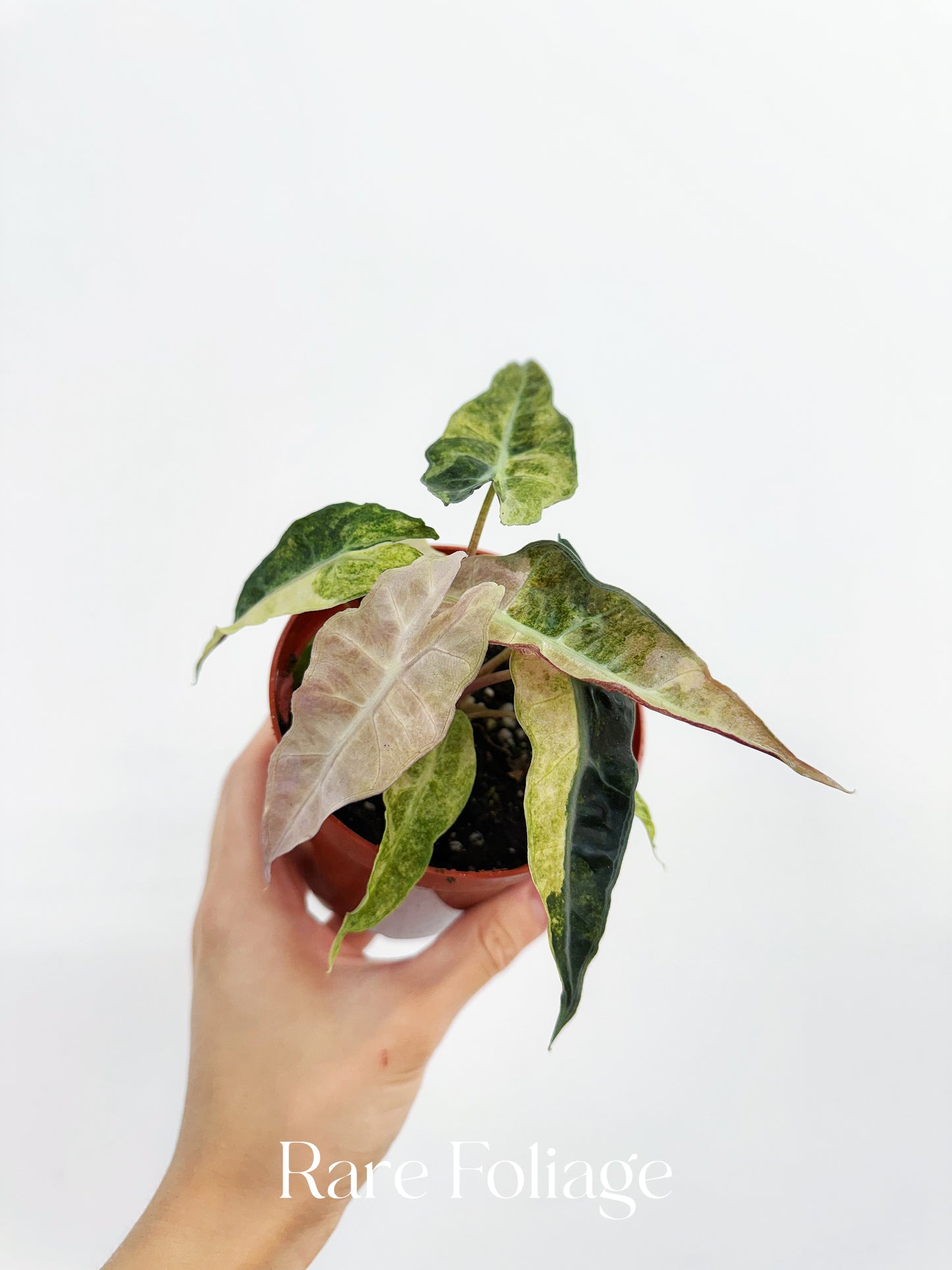 Alocasia Polly Pink Mint Variegated 4"