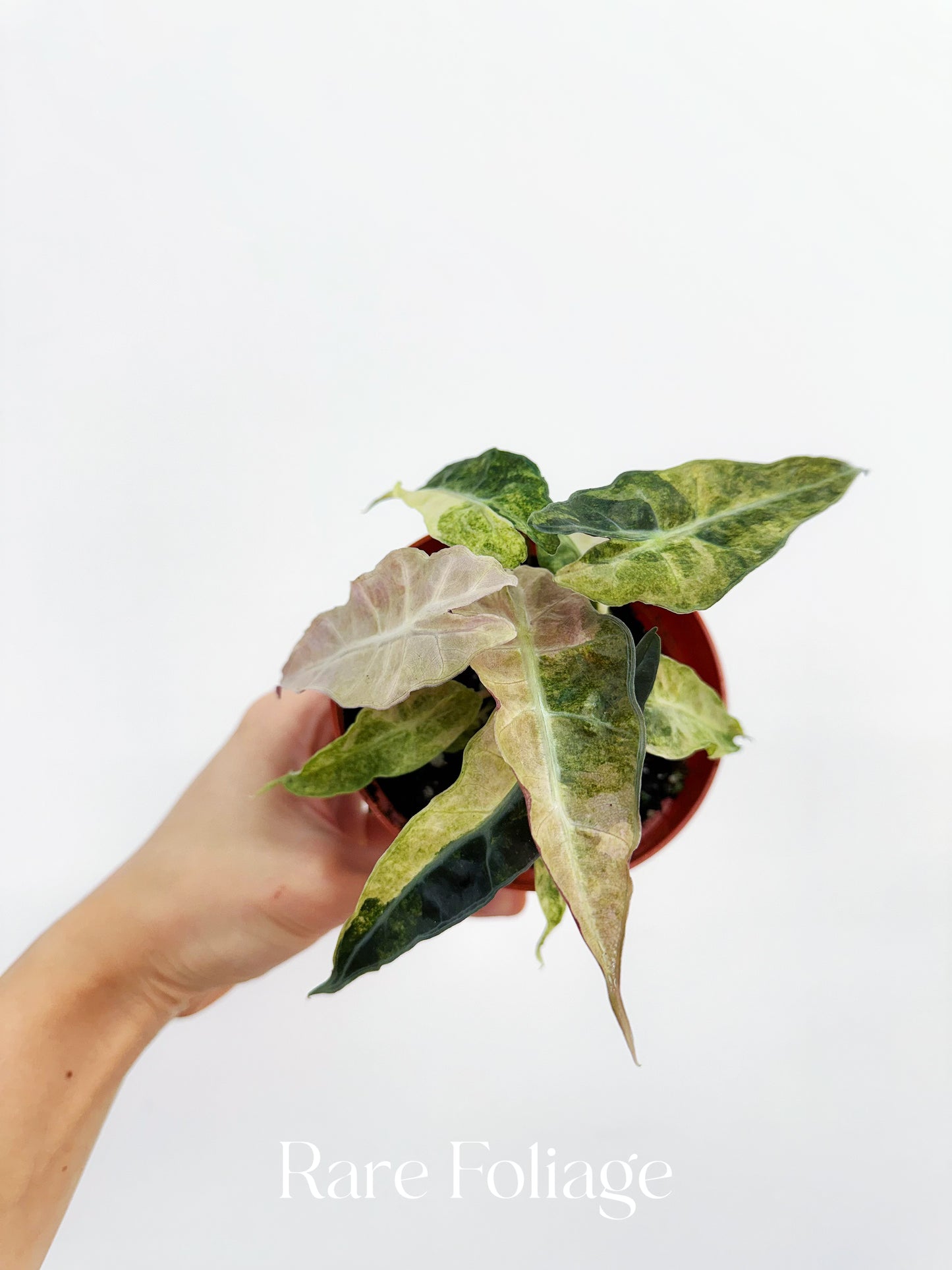 Alocasia Polly Pink Mint Variegated 4"