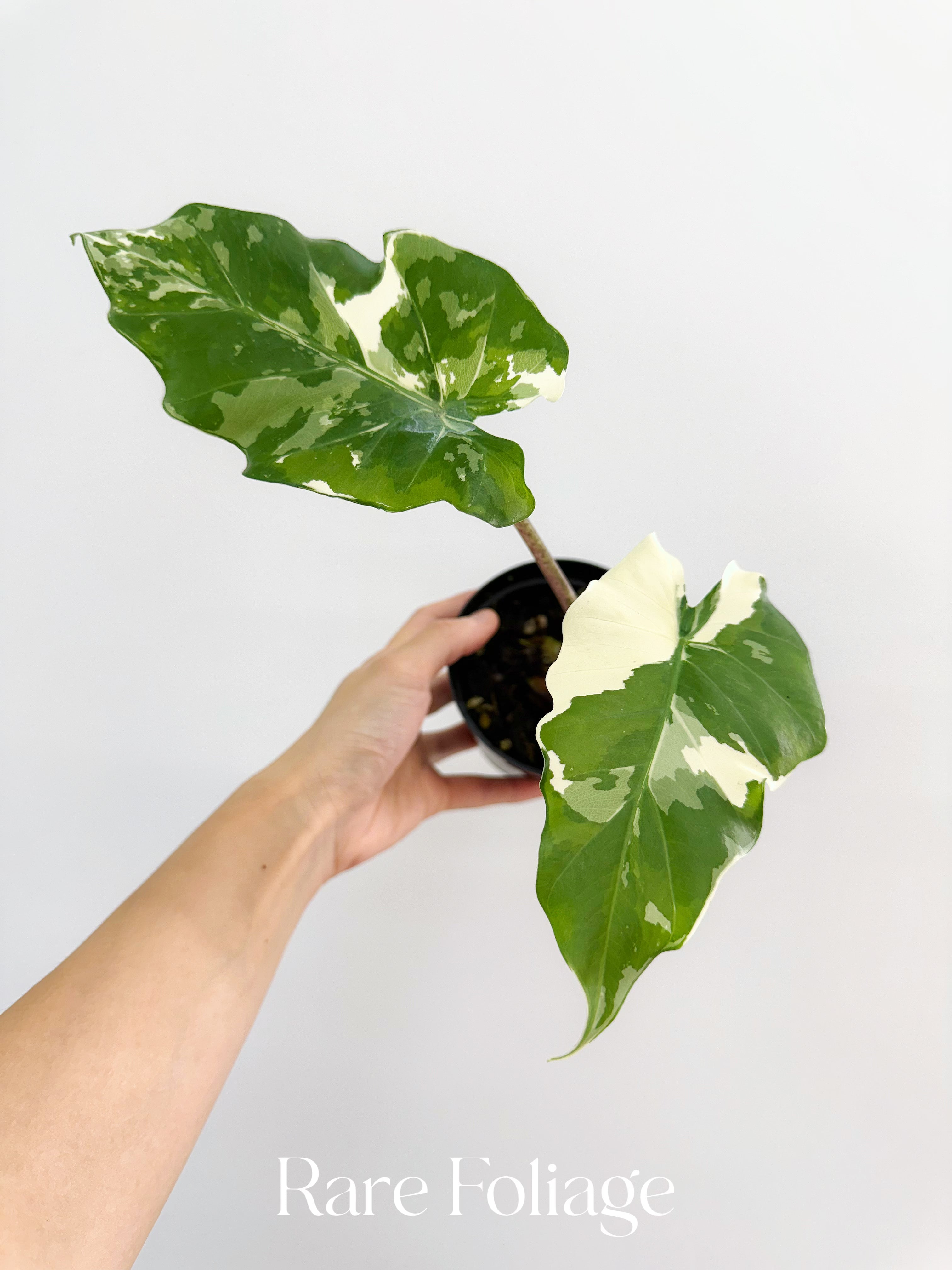 Alocasia Portora Albo Variegated 4” – Rare Foliage Plant Co Alocasia Portora Albo Variegated 4” – Rare Foliage Plant Co