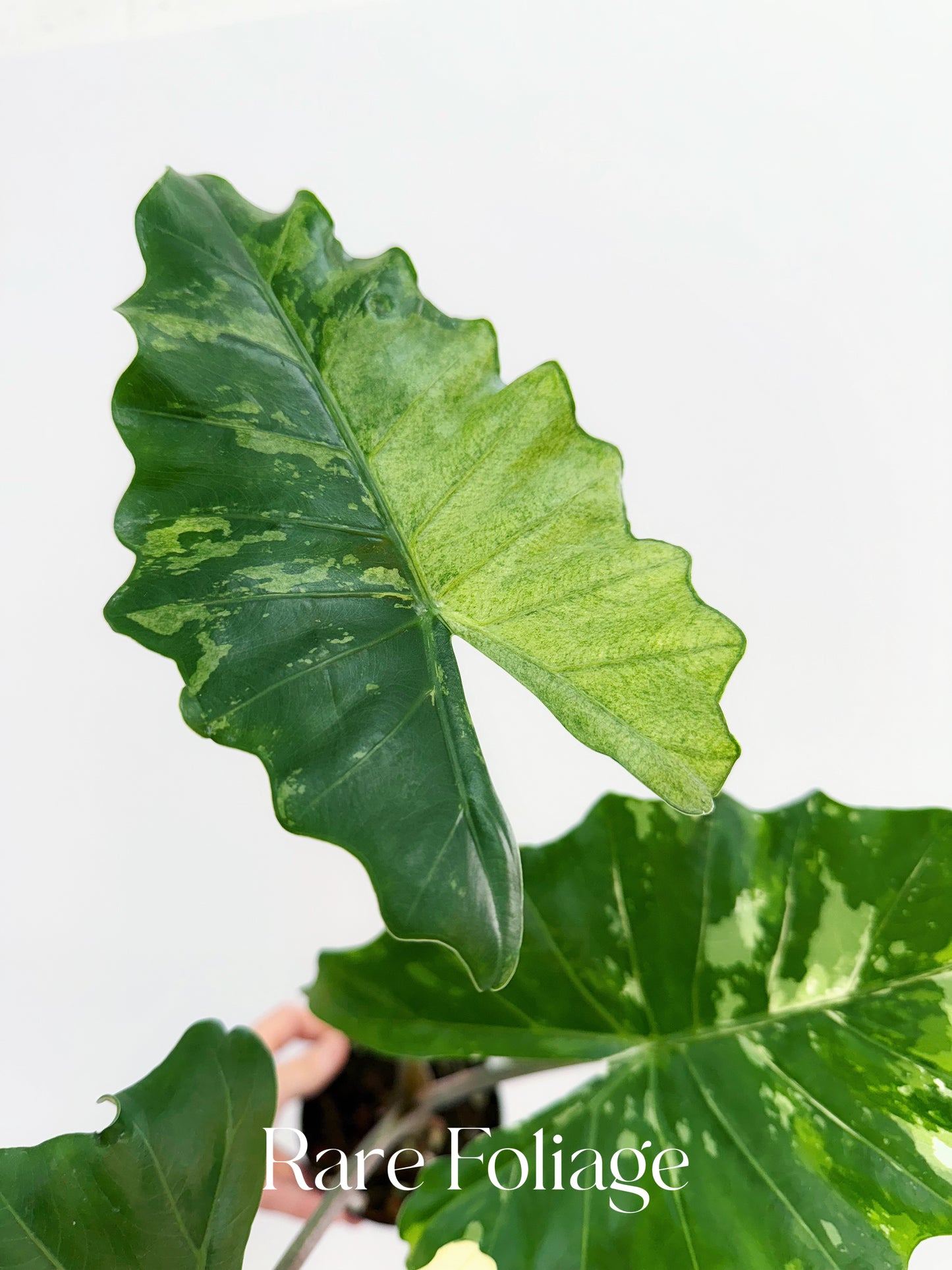 Alocasia Portora Albo Variegated 4” Exact Plant