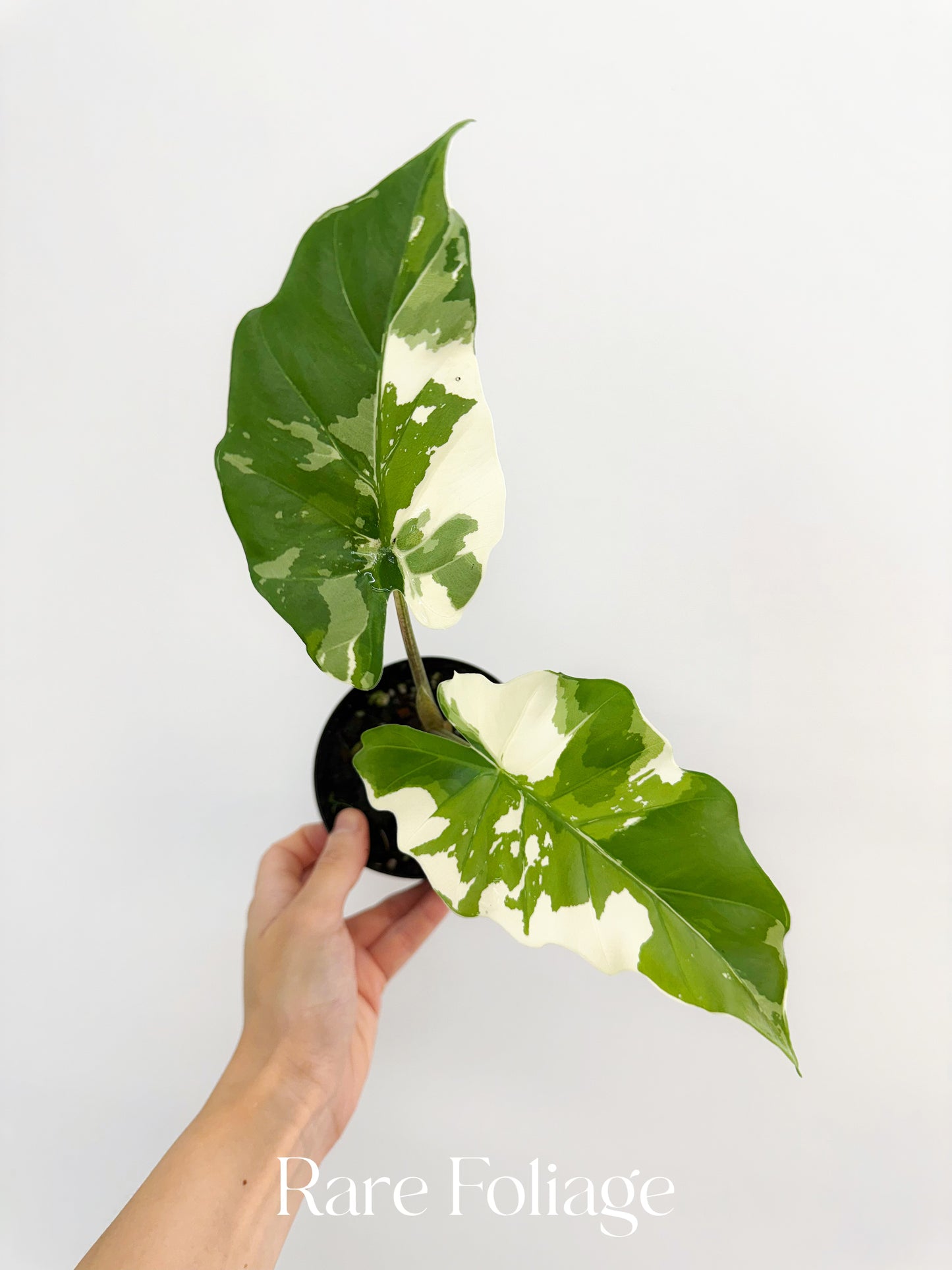 Alocasia Portora Albo Variegated 4”