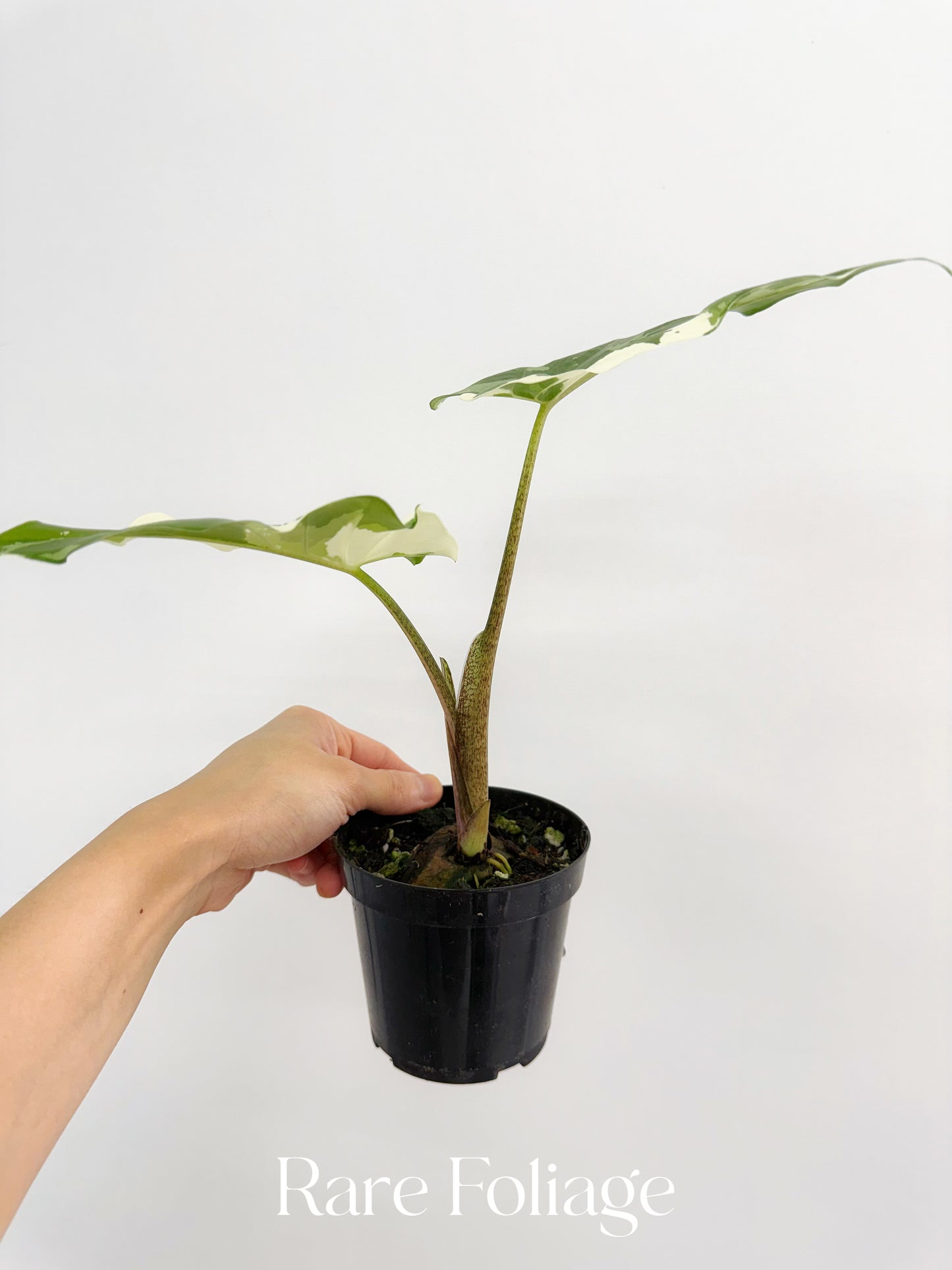 Alocasia Portora Albo Variegated 4”