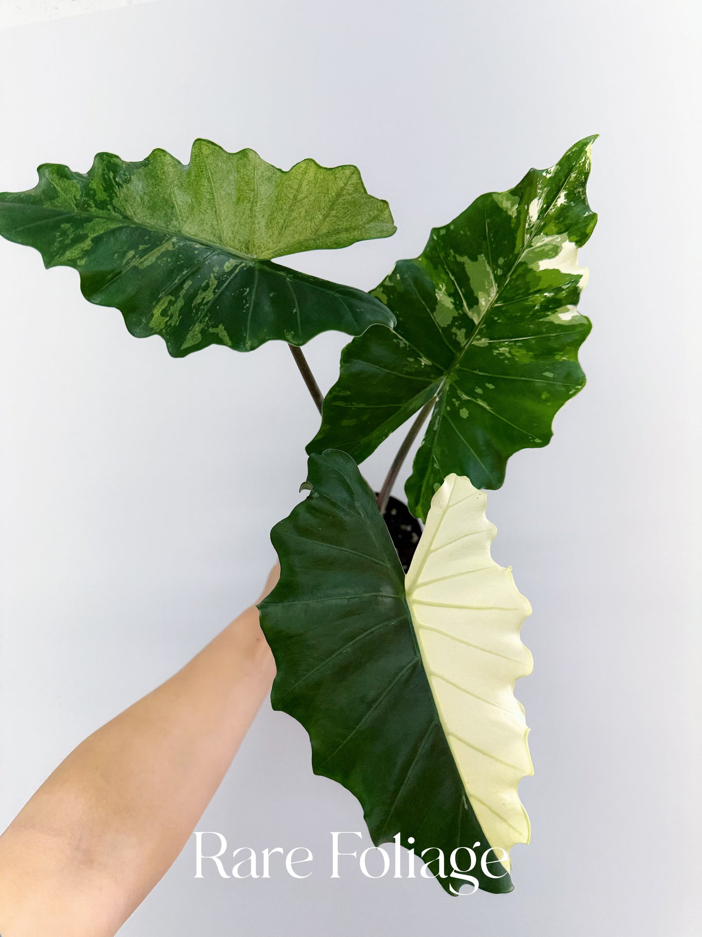 Alocasia Portora Albo Variegated 4” Exact Plant
