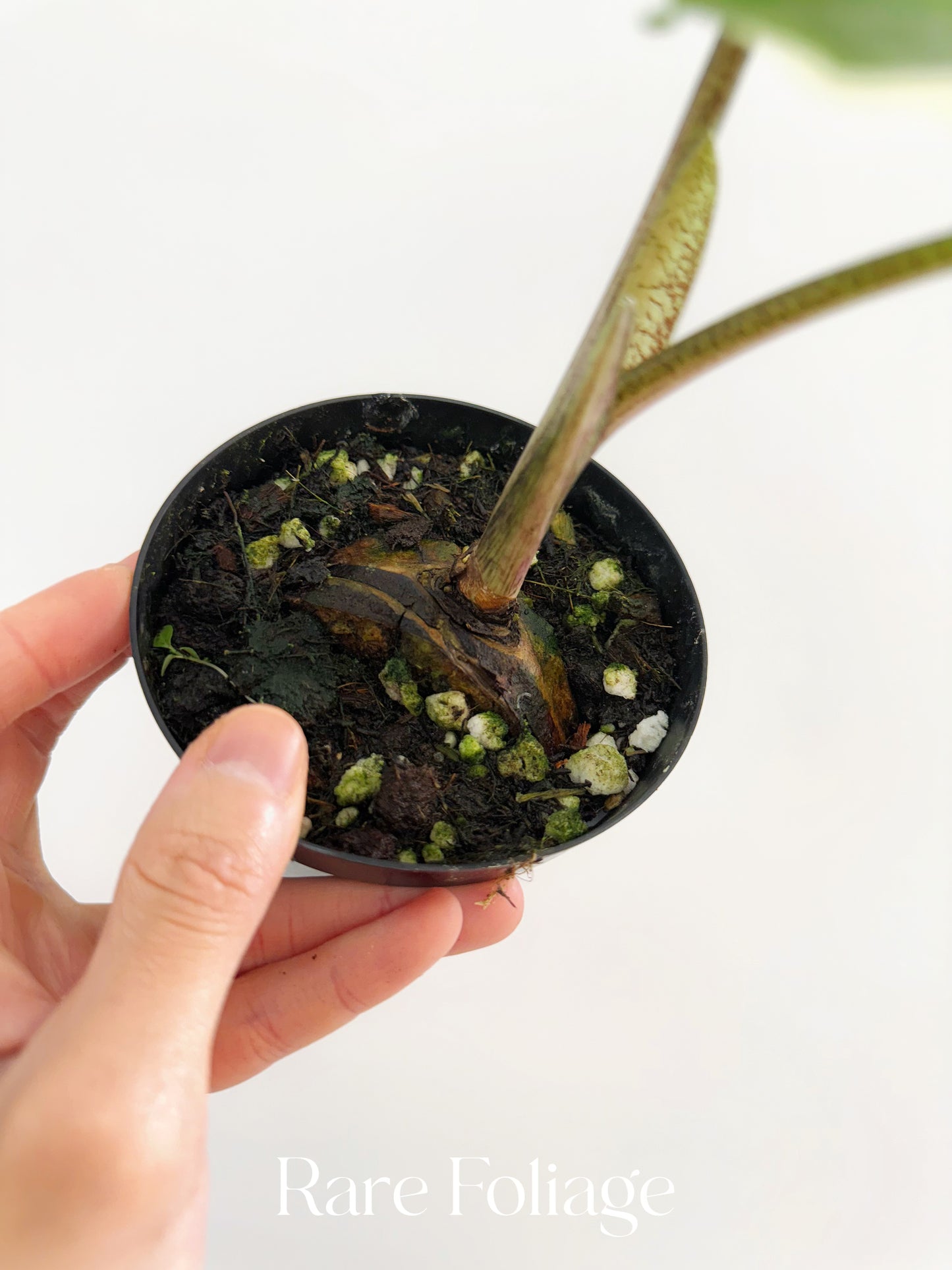Alocasia Portora Albo Variegated 4”