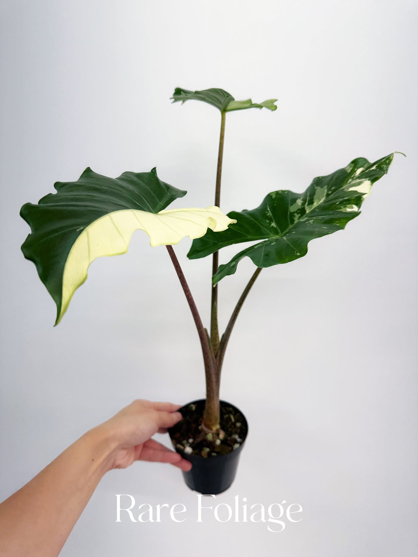 Alocasia Portora Albo Variegated 4” Exact Plant