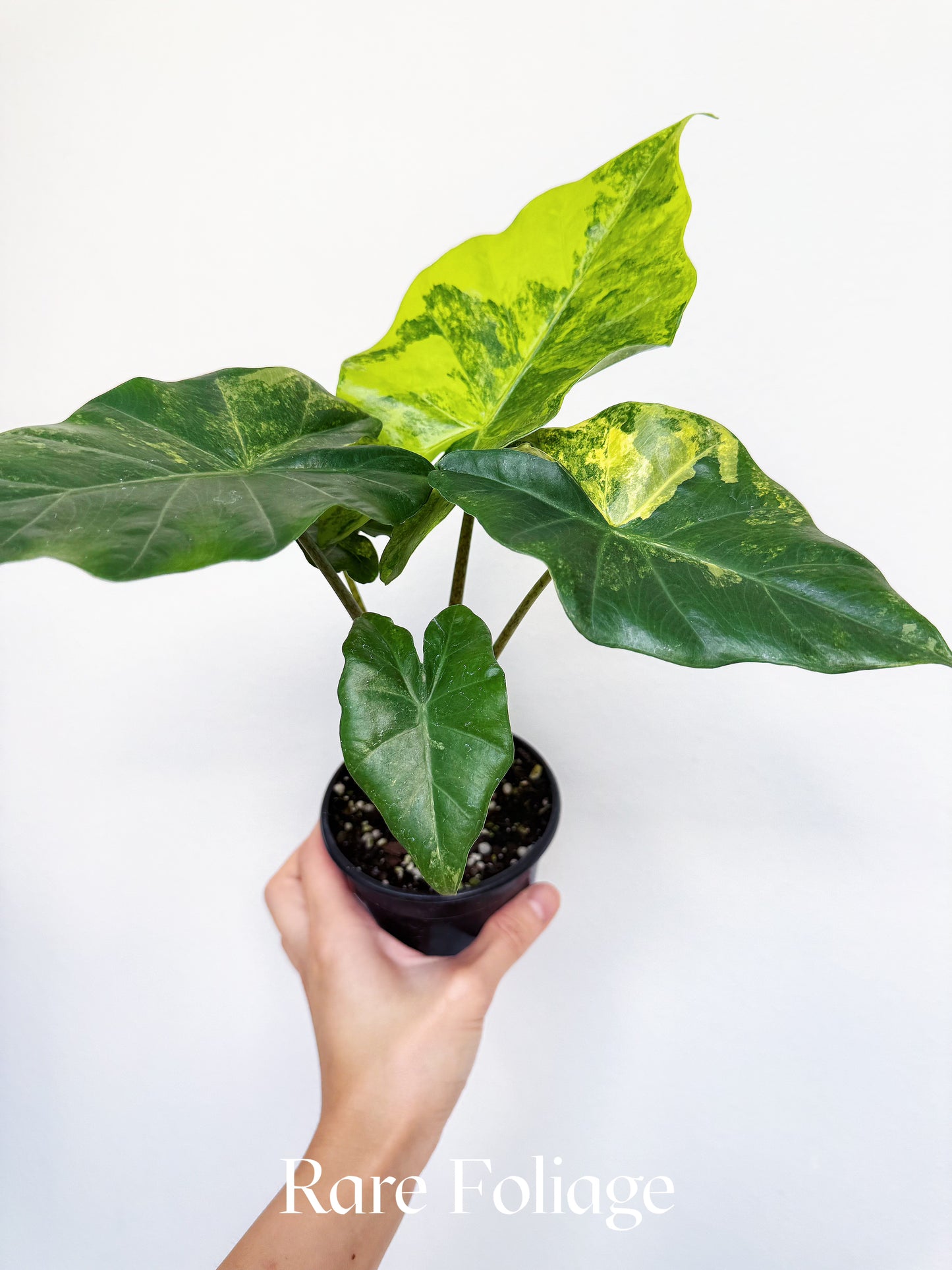 Alocasia Portora Aurea Variegated 4"