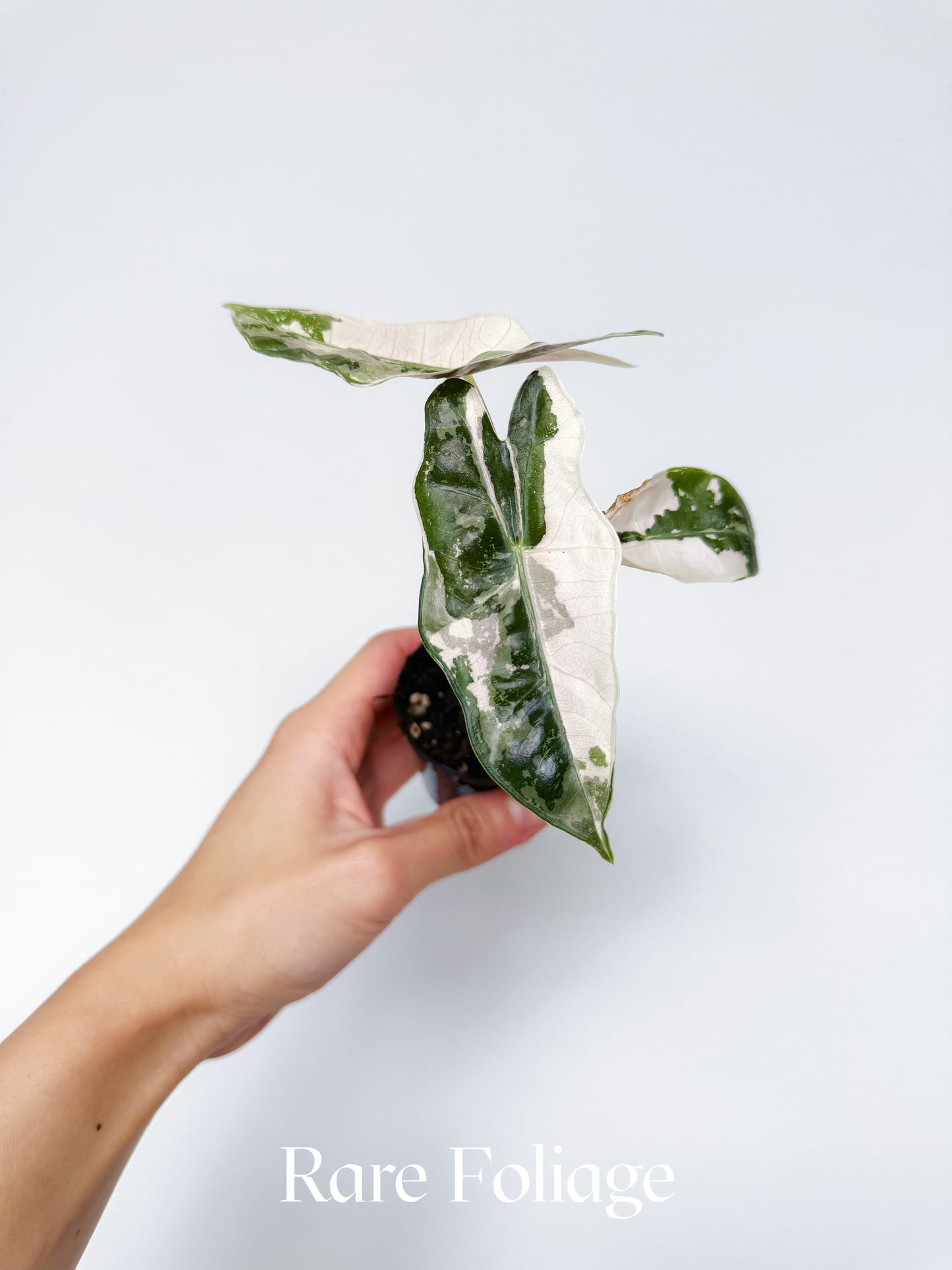 Alocasia Pseudosanderiana Pink Variegated 2”