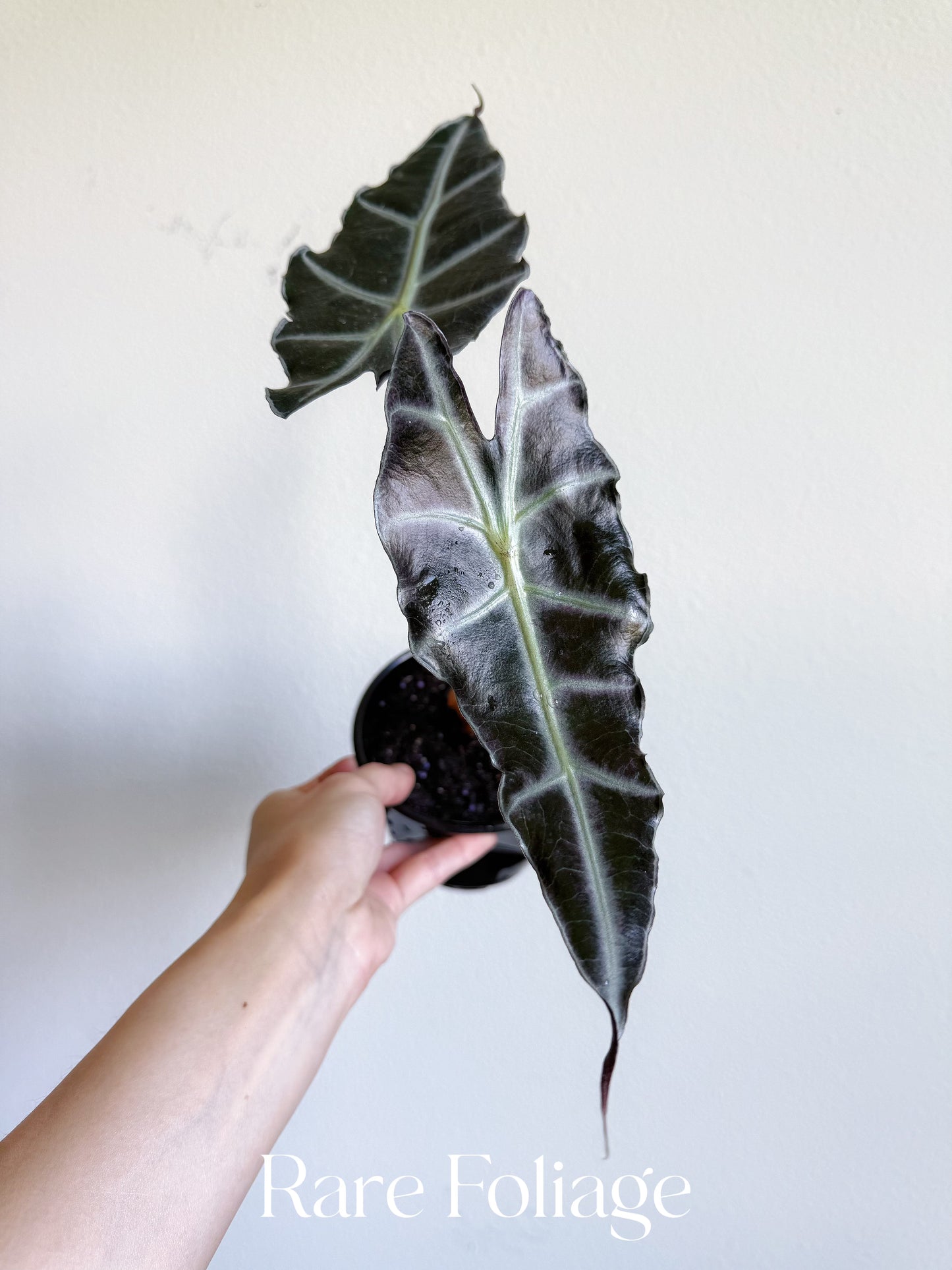 Alocasia Purpley 4"