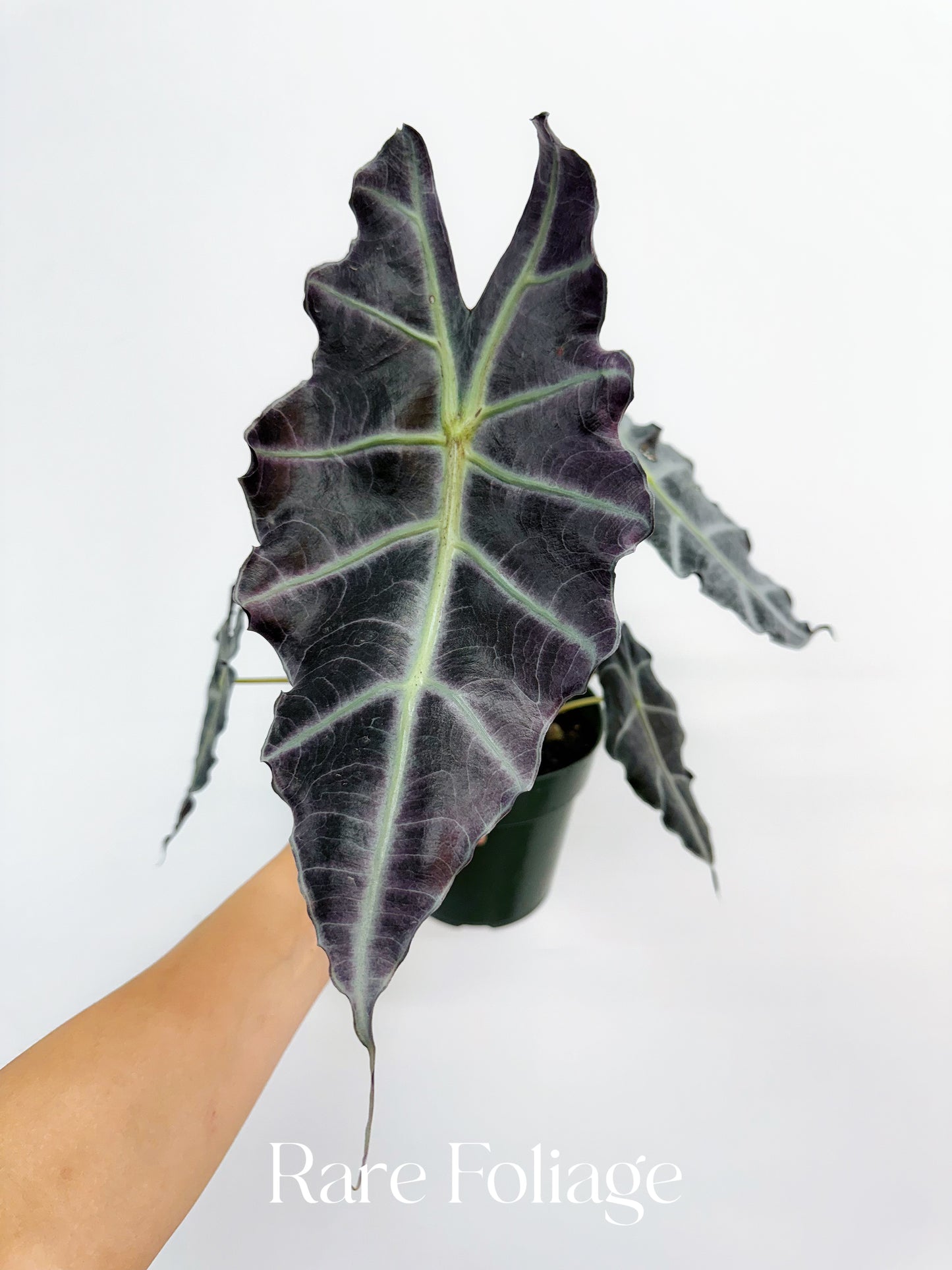 Alocasia Purpley 6" Large