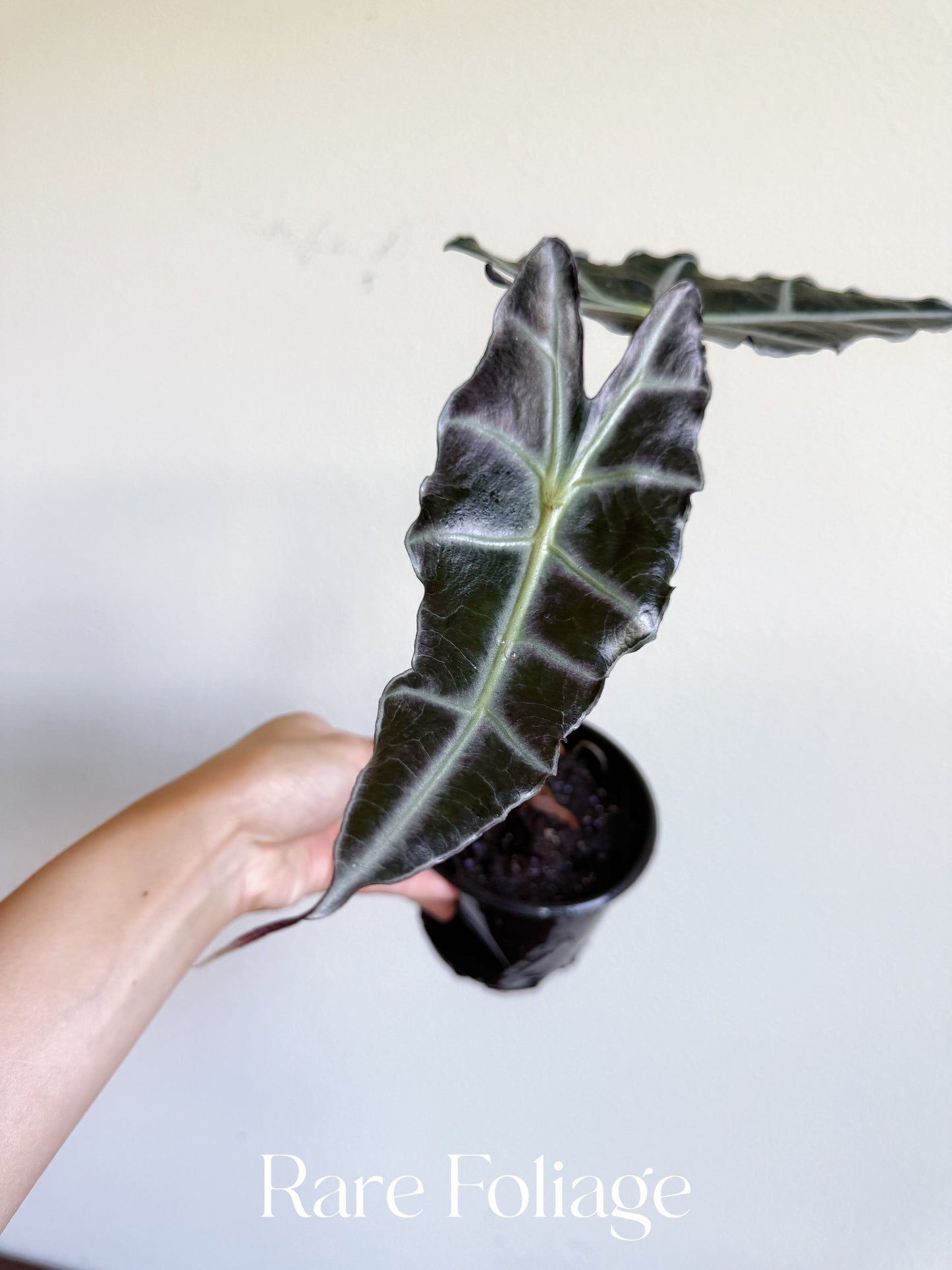 Alocasia Purpley 4"