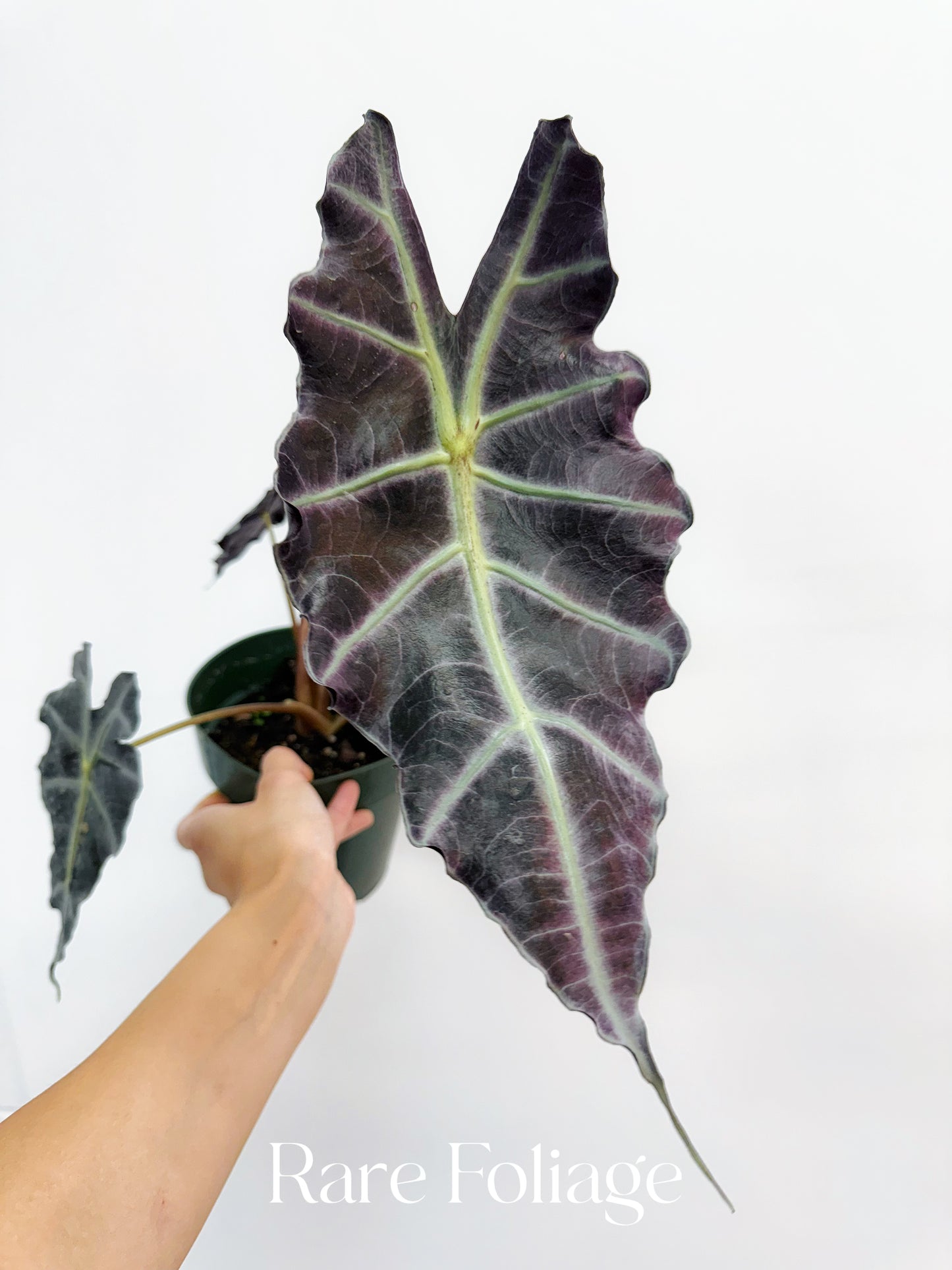 Alocasia Purpley 6" Large