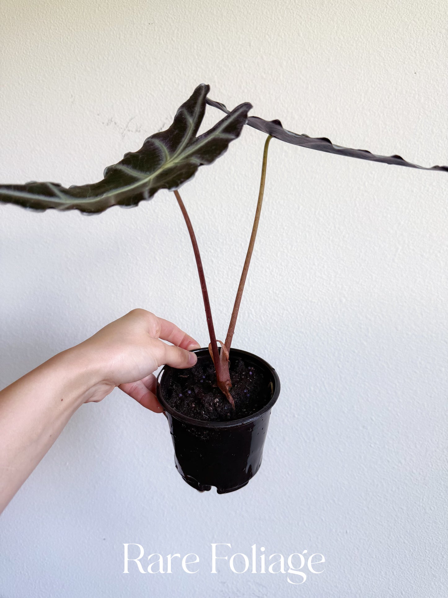 Alocasia Purpley 4"
