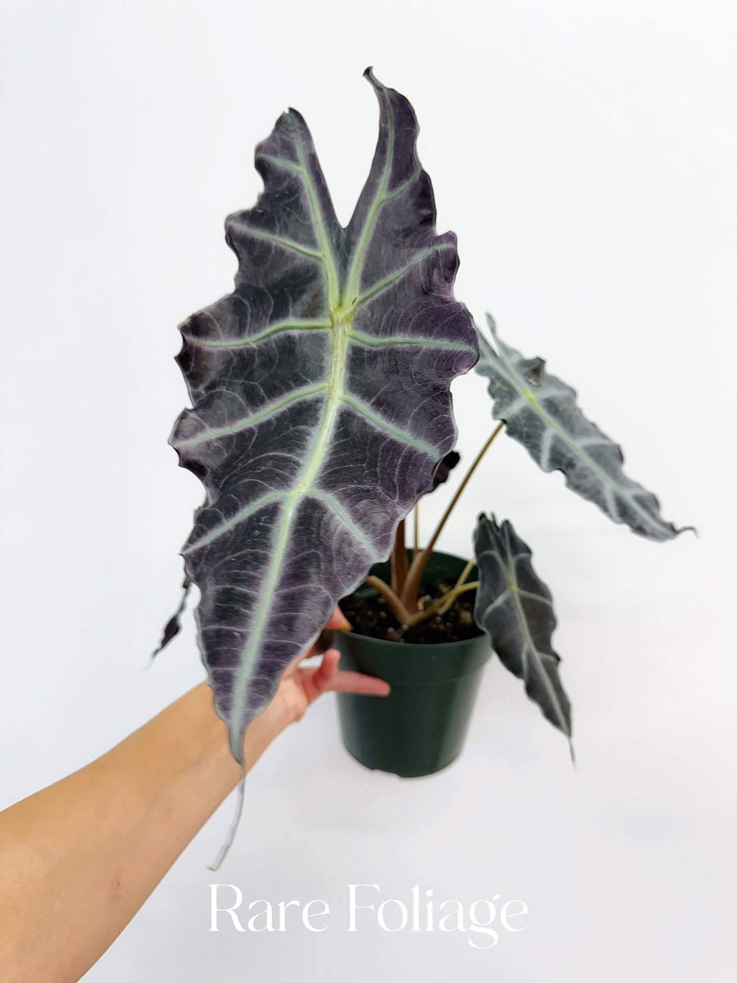 Alocasia Purpley 6" Large