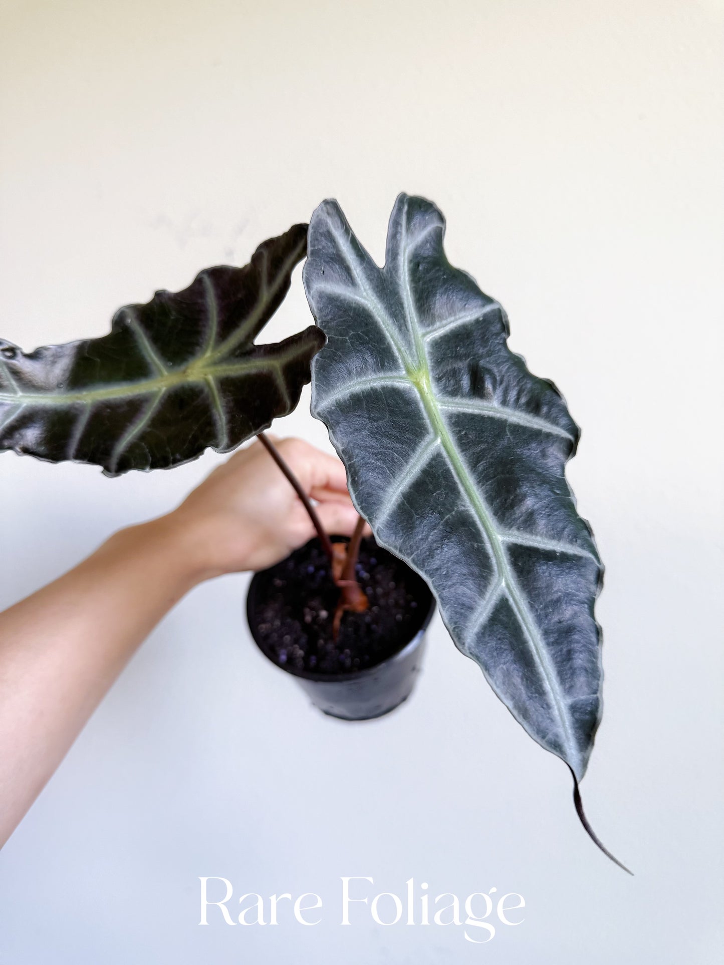 Alocasia Purpley 4"