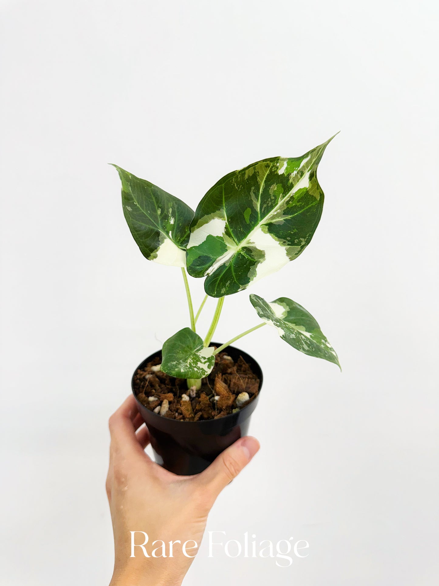 Alocasia Regal Shield Albo 4"