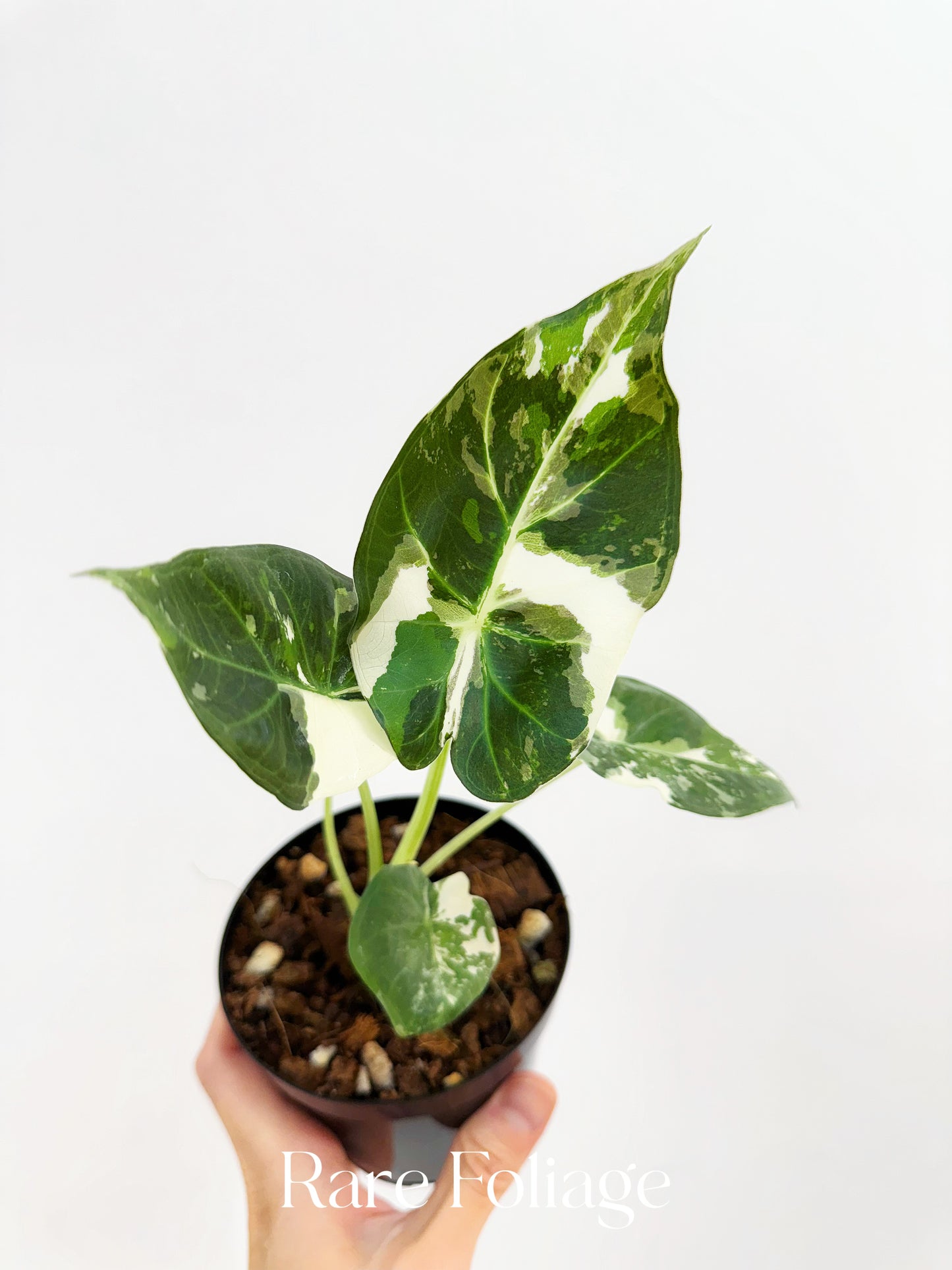 Alocasia Regal Shield Albo 4"