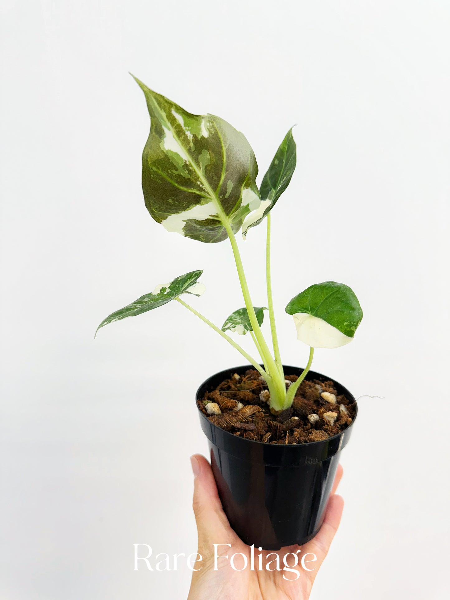 Alocasia Regal Shield Albo 4"
