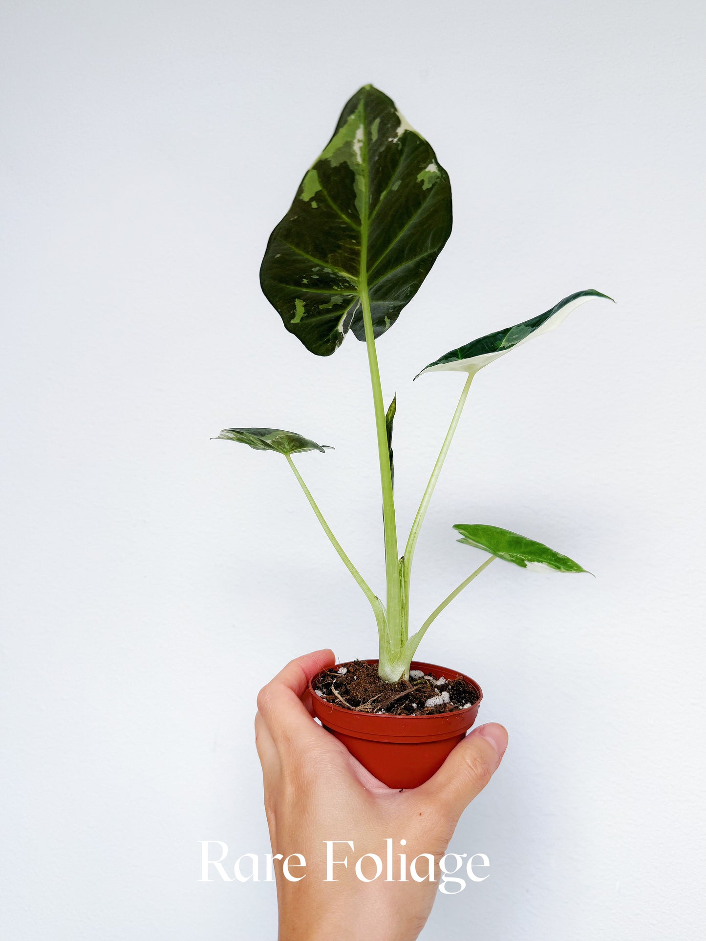 Alocasia Regal Shield Albo 3" Exact Plant