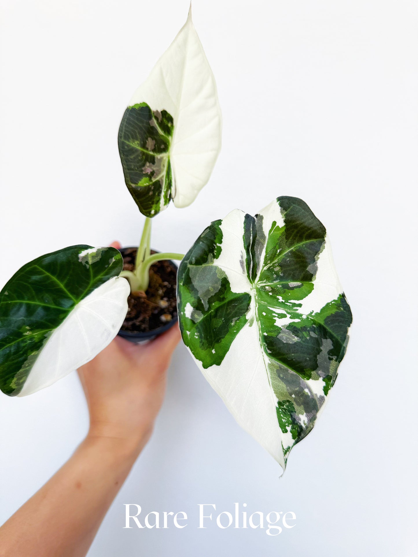 Alocasia Regal Shield Albo Variegated 3" Exact Plant