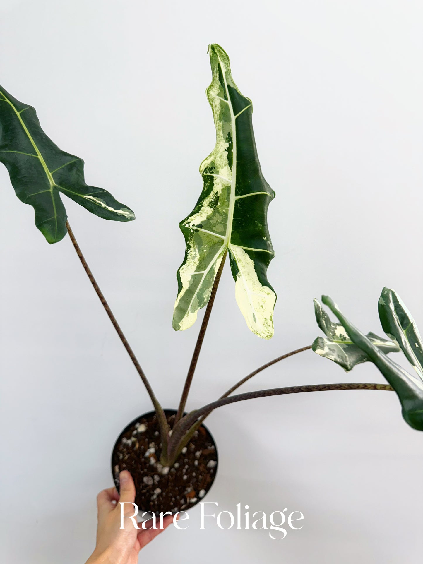 Alocasia Sarian Variegated 6” XL Exact Plant