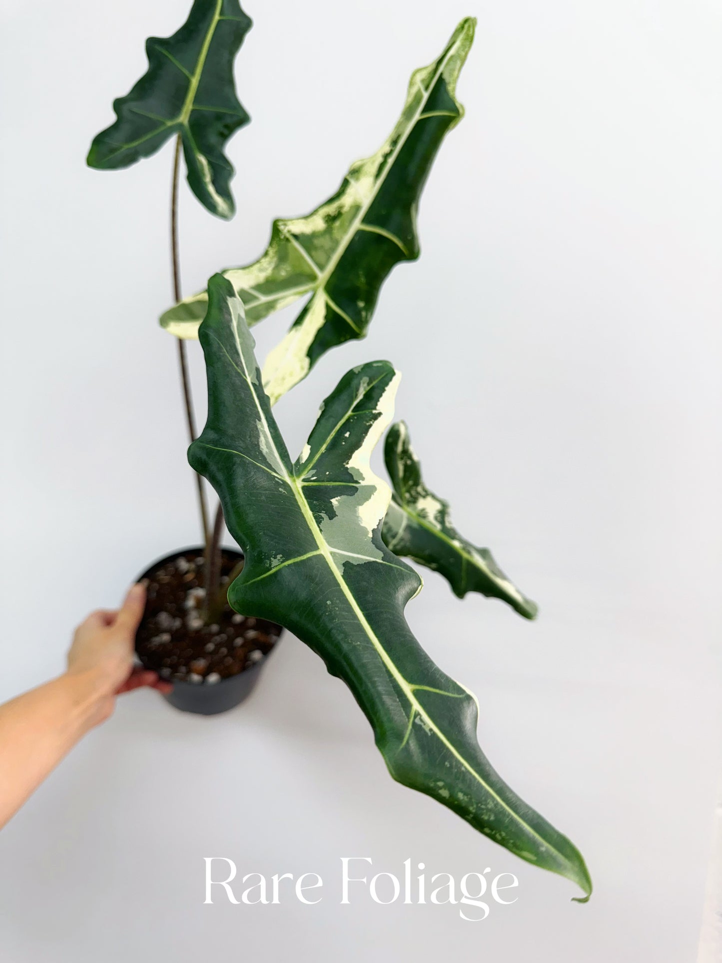 Alocasia Sarian Variegated 6” XL Exact Plant