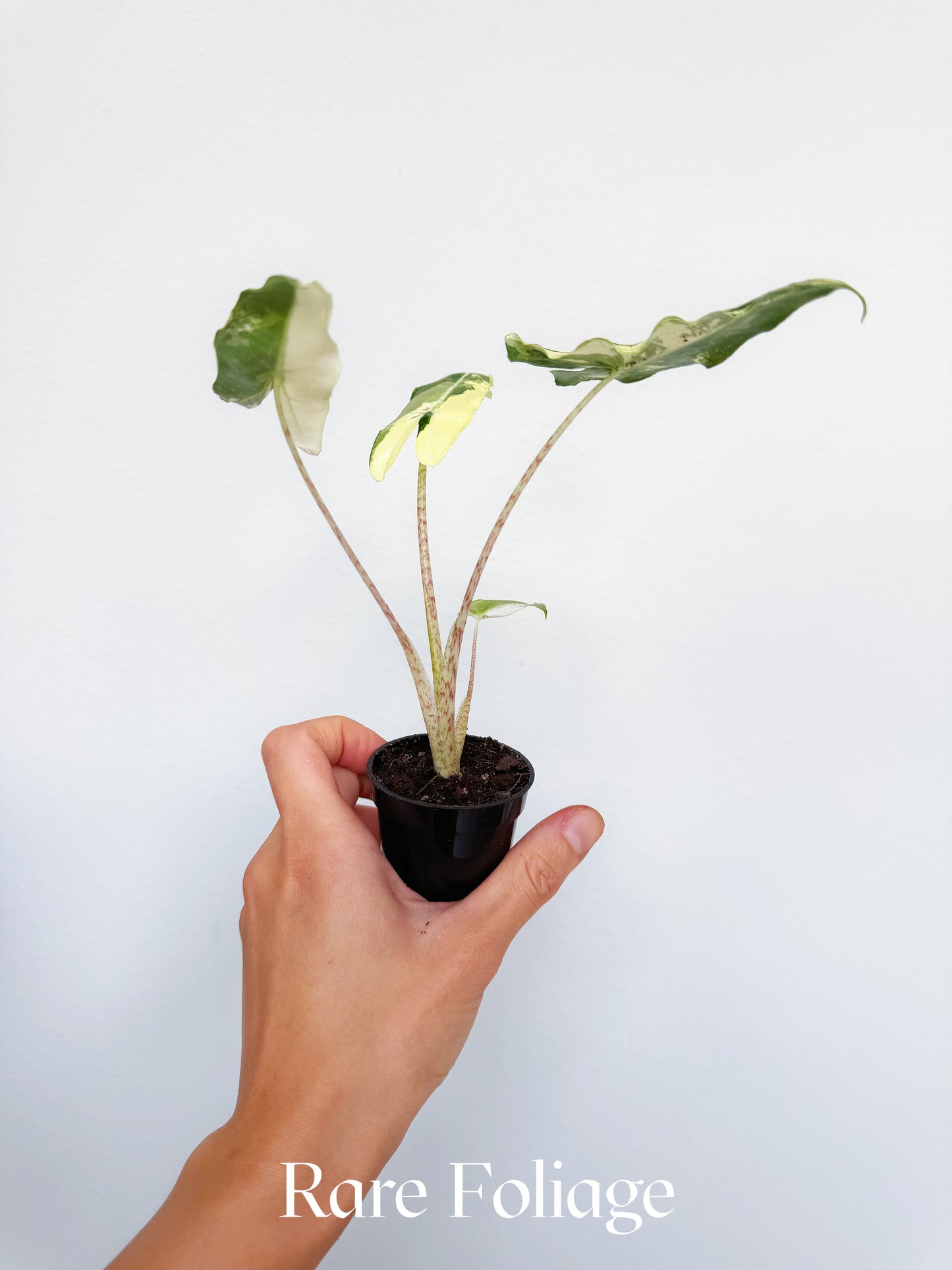 Alocasia Sarian Albo Variegated 2”