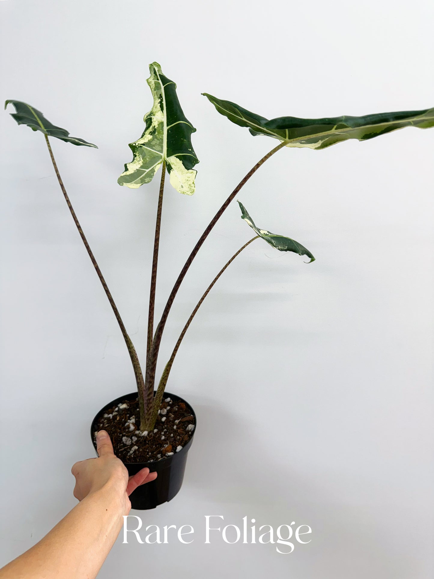 Alocasia Sarian Variegated 6” XL Exact Plant