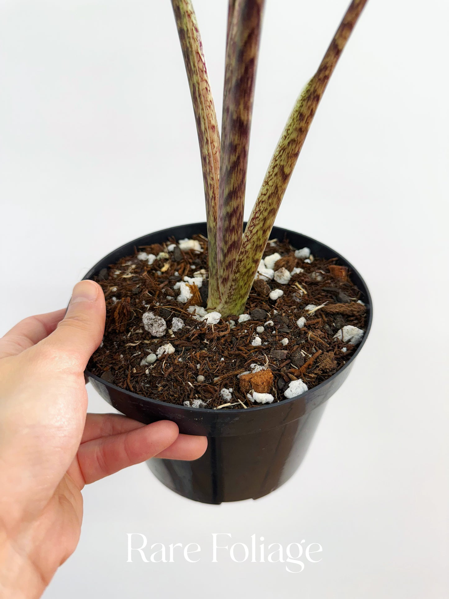 Alocasia Sarian Variegated 6” XL Exact Plant