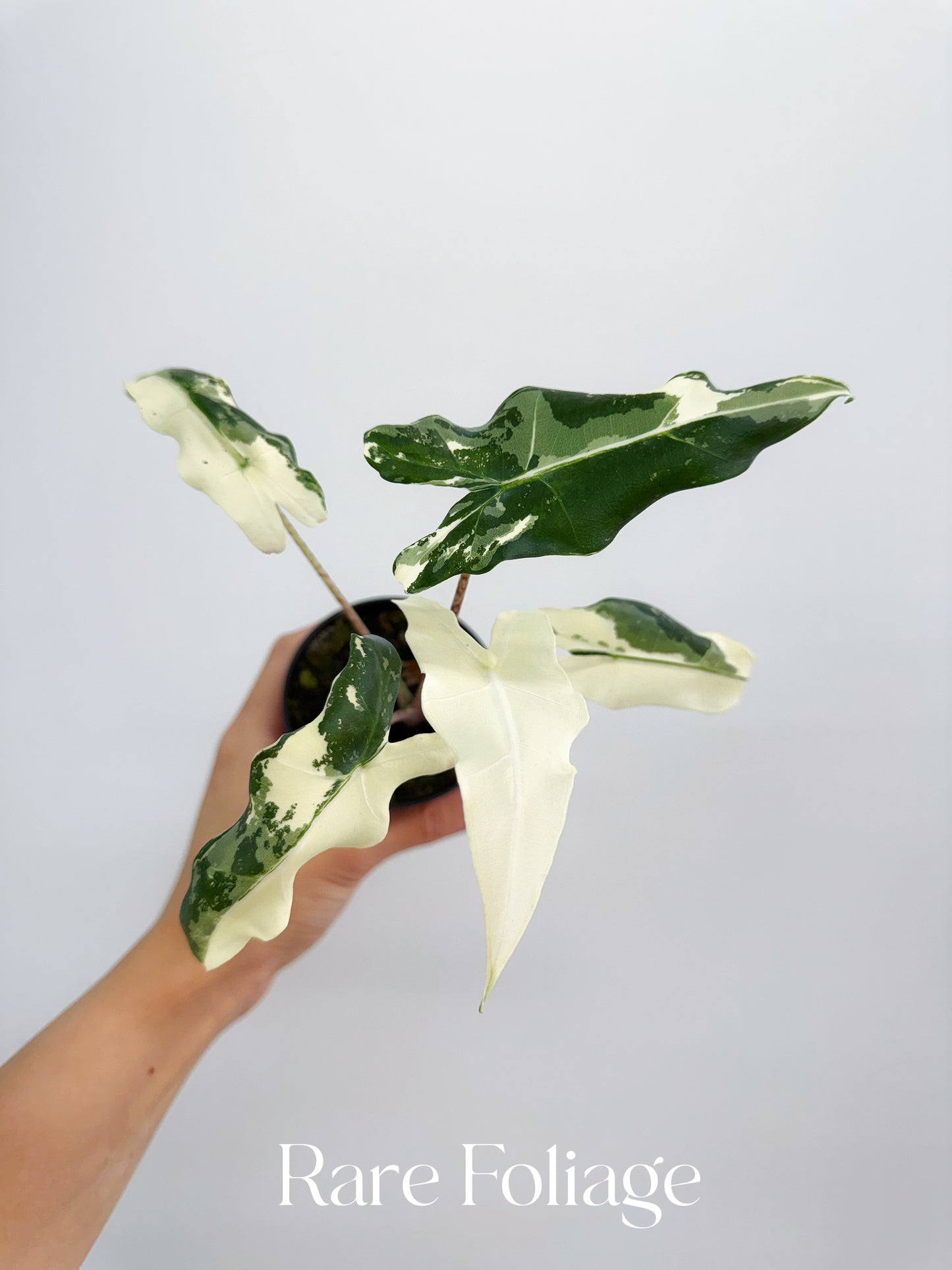 Alocasia Sarian Variegated 3”