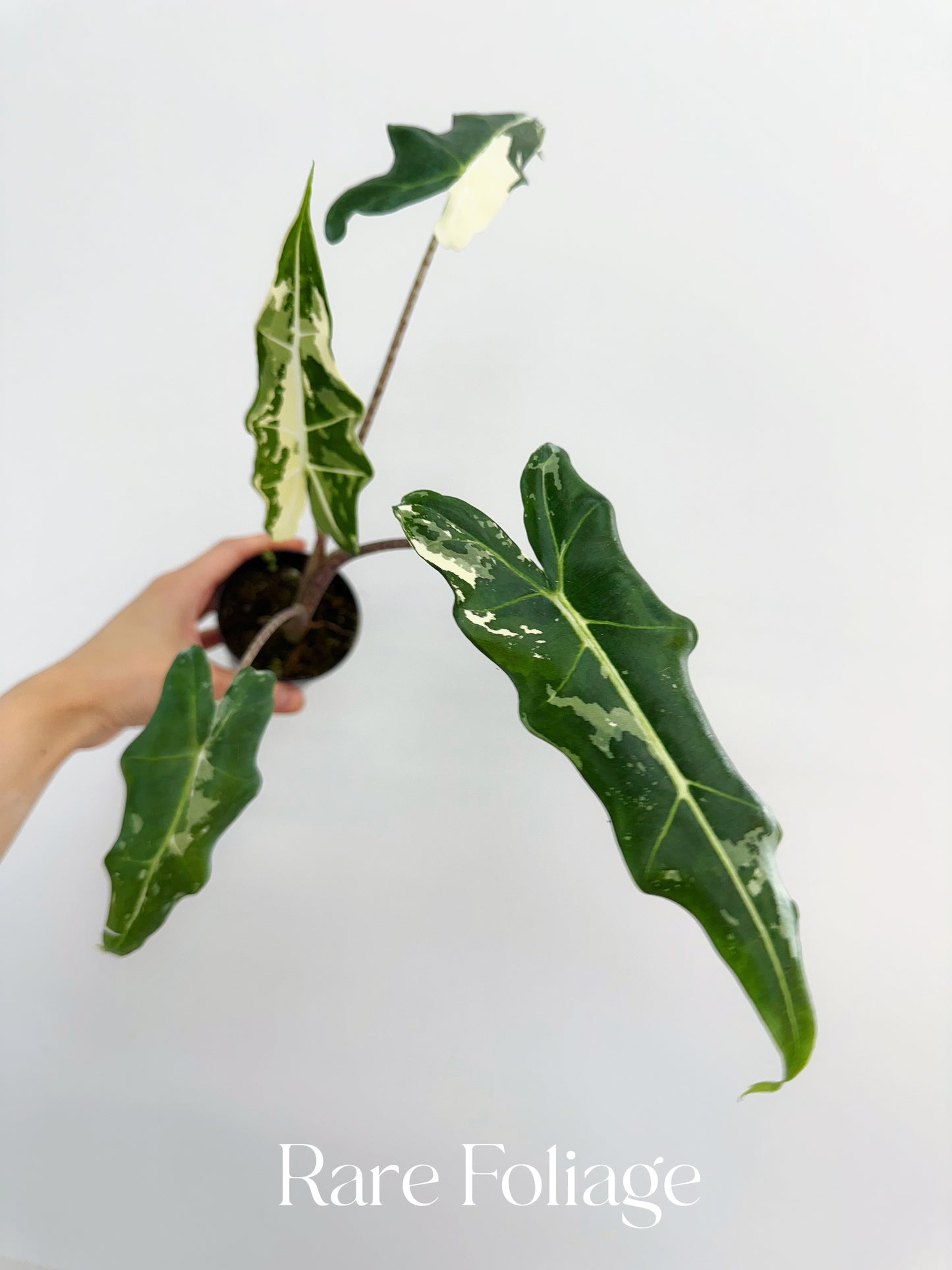 Alocasia Sarian Variegated 3”