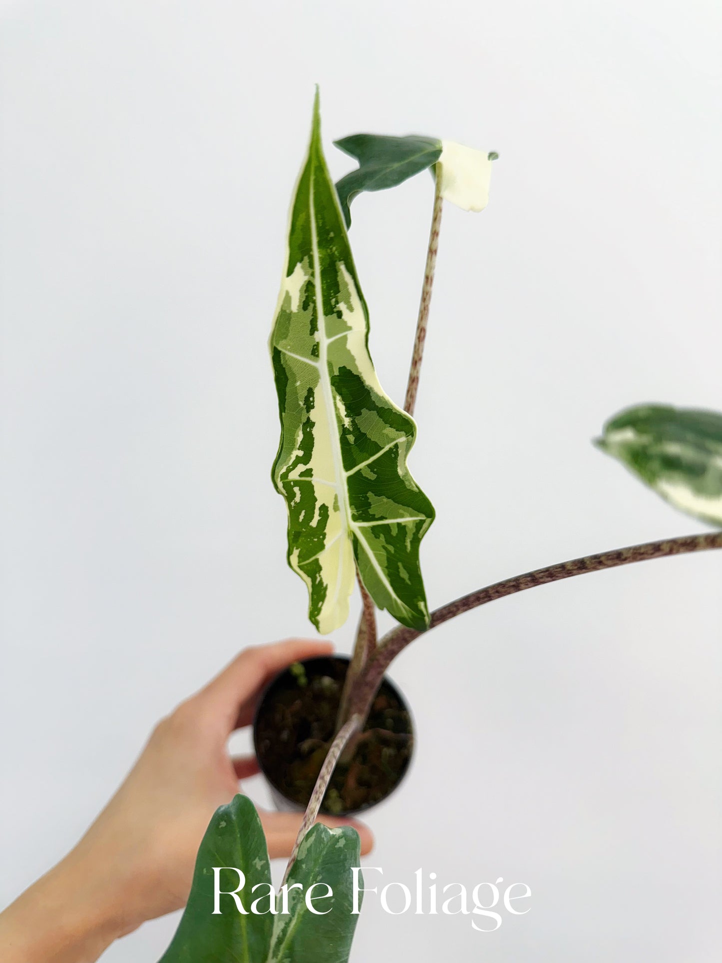 Alocasia Sarian Variegated 3”