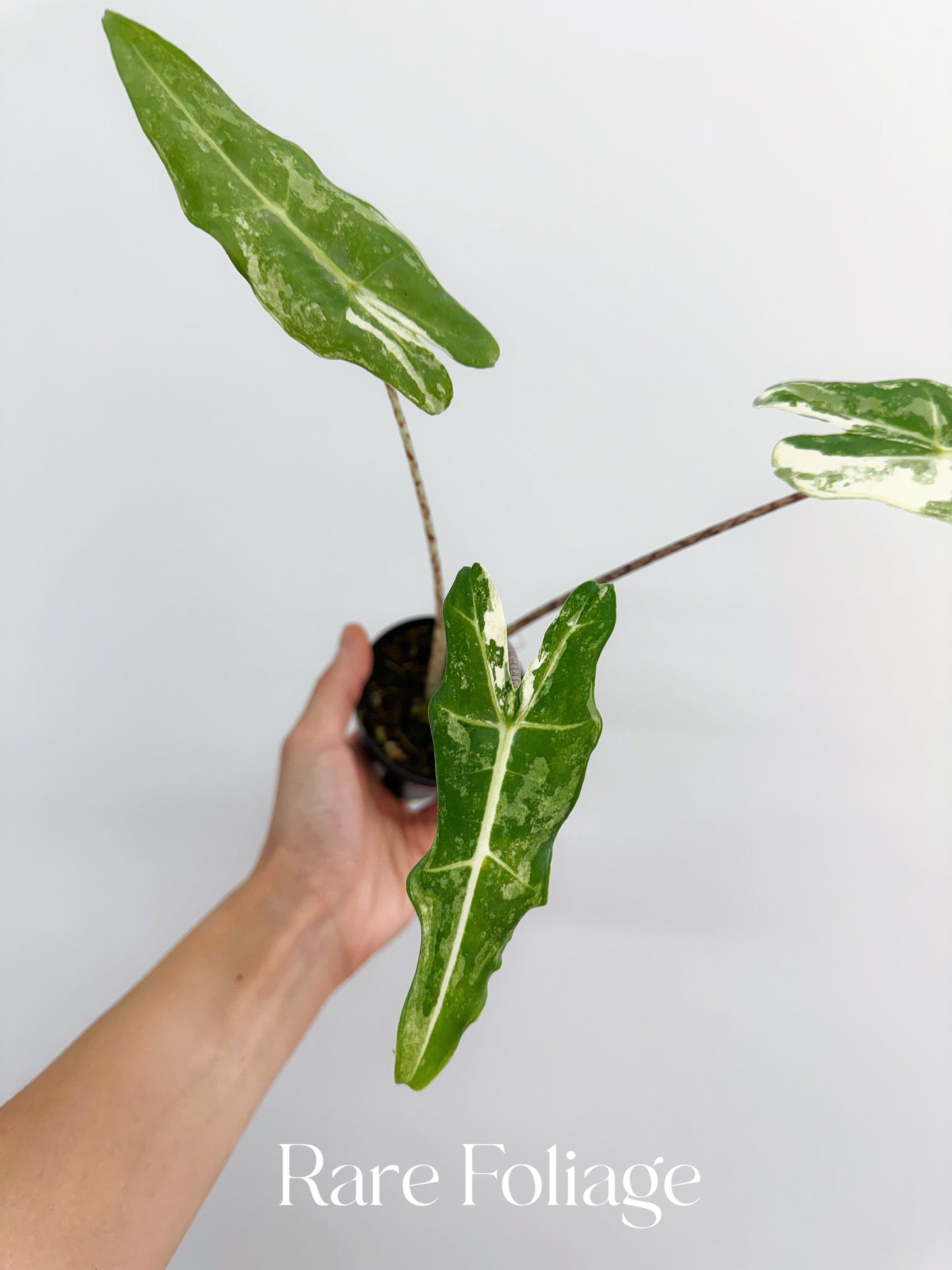 Alocasia Sarian Variegated 3”