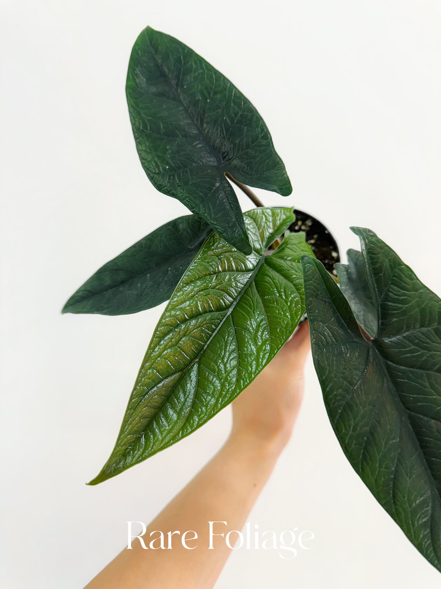 Alocasia Scalprum 4"