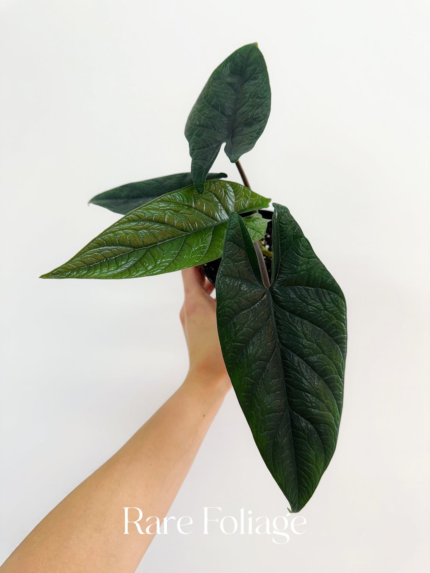 Alocasia Scalprum 4"