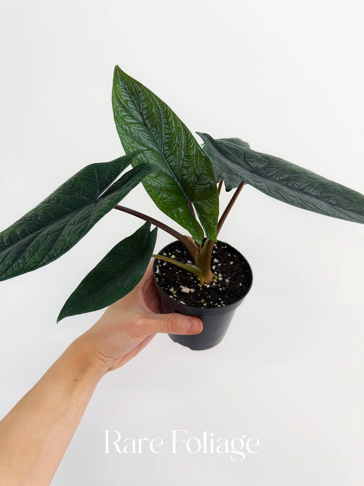 Alocasia Scalprum 4"