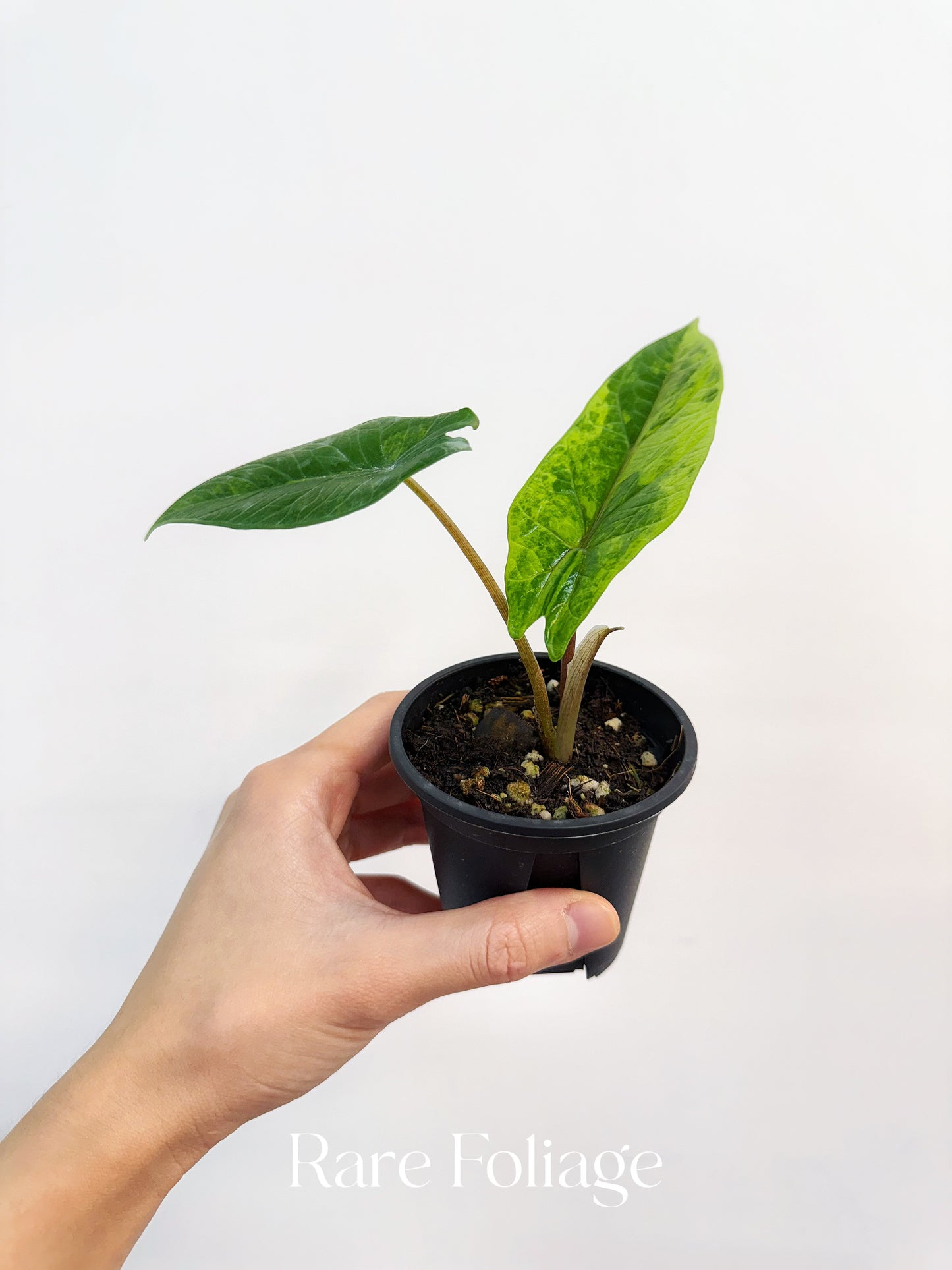 Alocasia Scalprum Aurea Variegated 3”