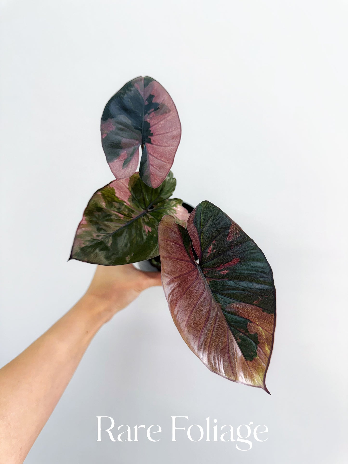 Alocasia Serendipity Pink Variegated 4” Exact Plant