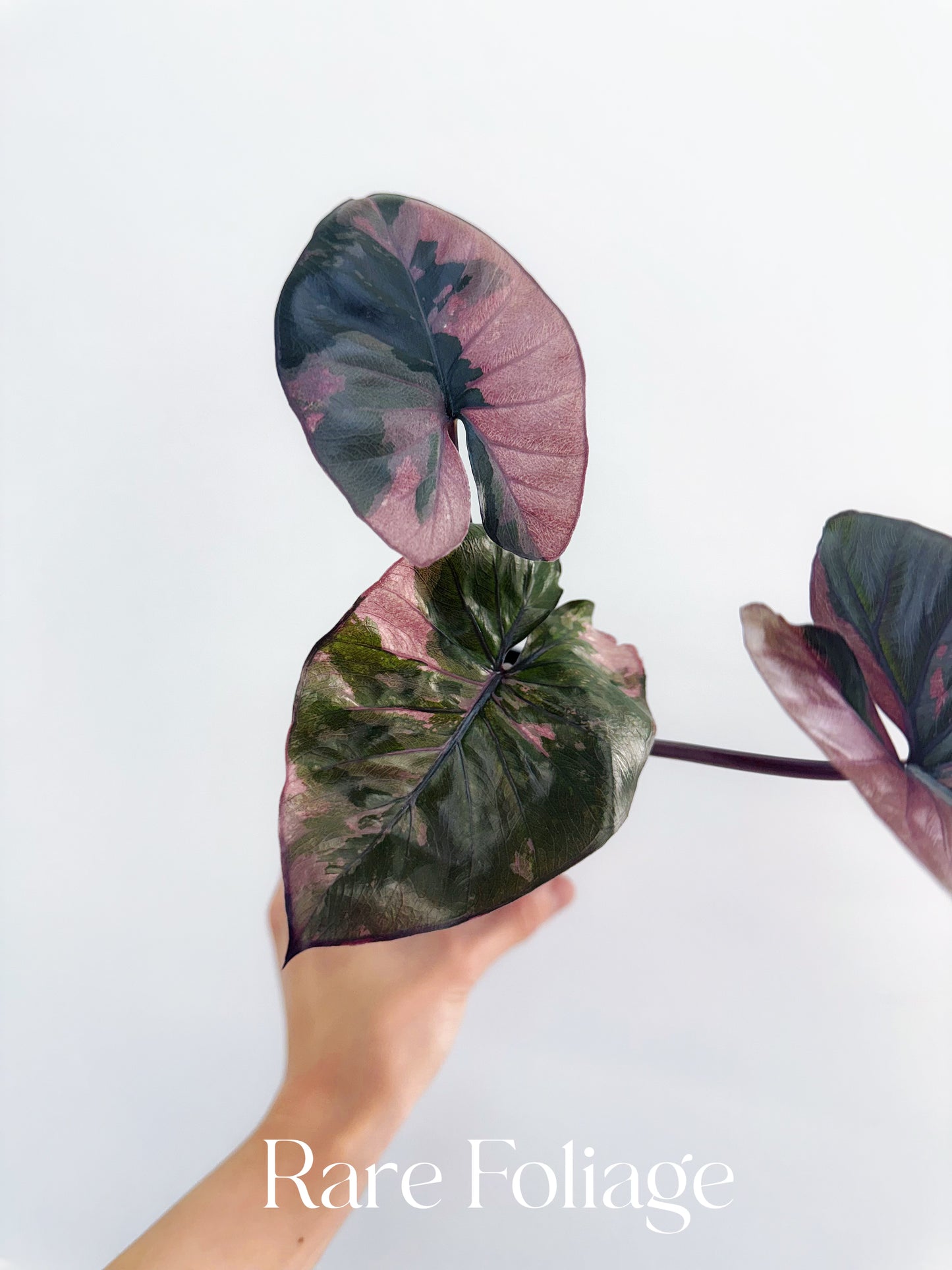 Alocasia Serendipity Pink Variegated 4” Exact Plant