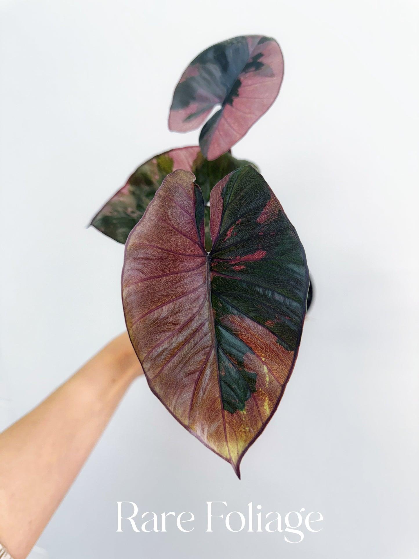 Alocasia Serendipity Pink Variegated 4” Exact Plant