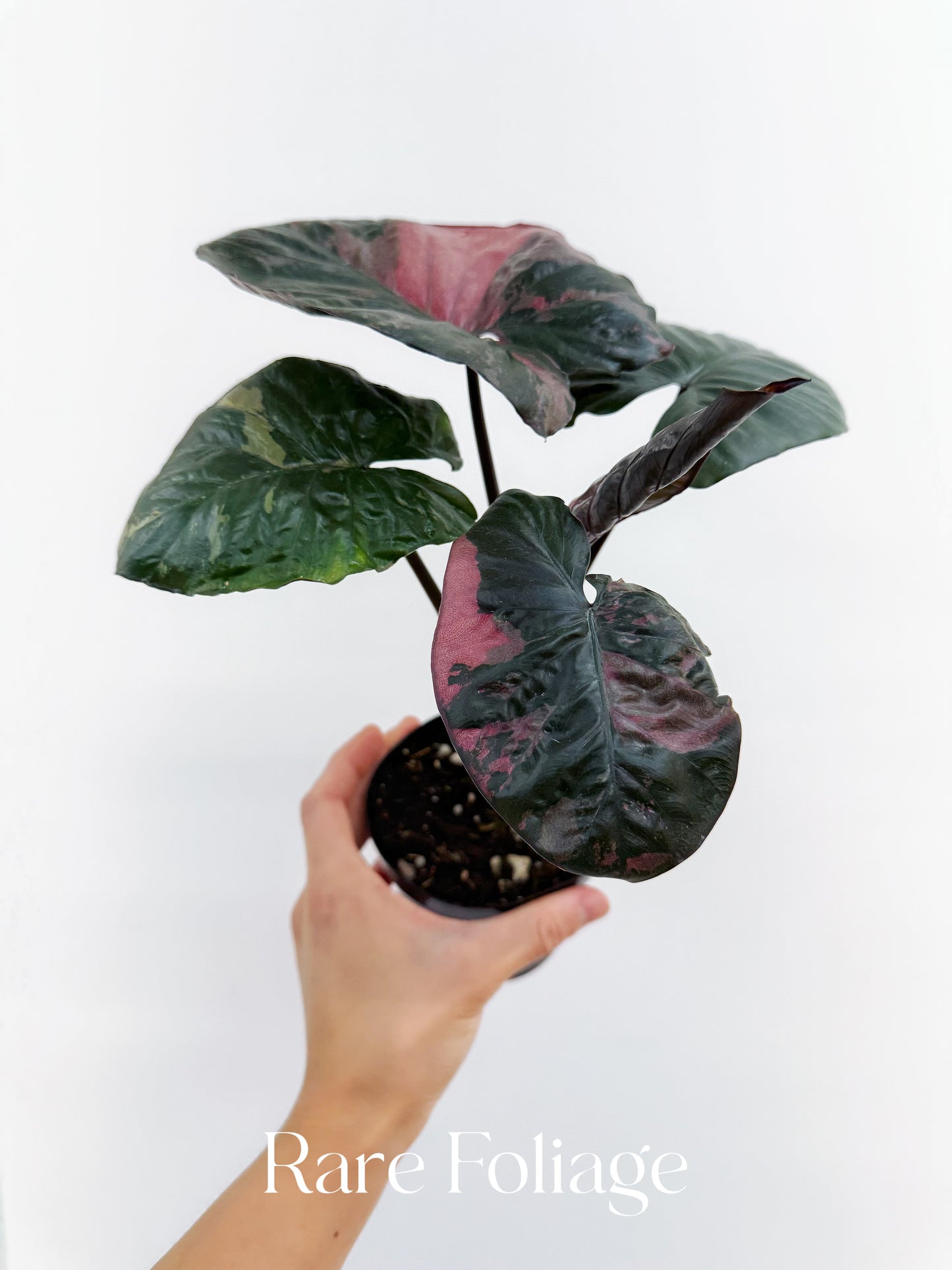 Alocasia Serendipity Pink Variegated 4” Exact Plant