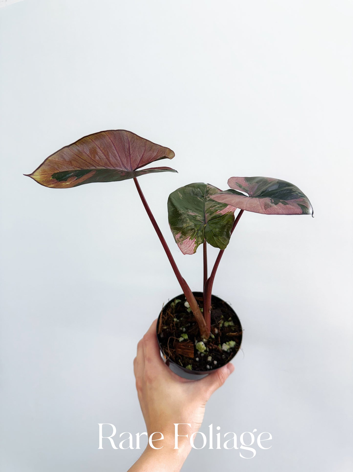 Alocasia Serendipity Pink Variegated 4” Exact Plant