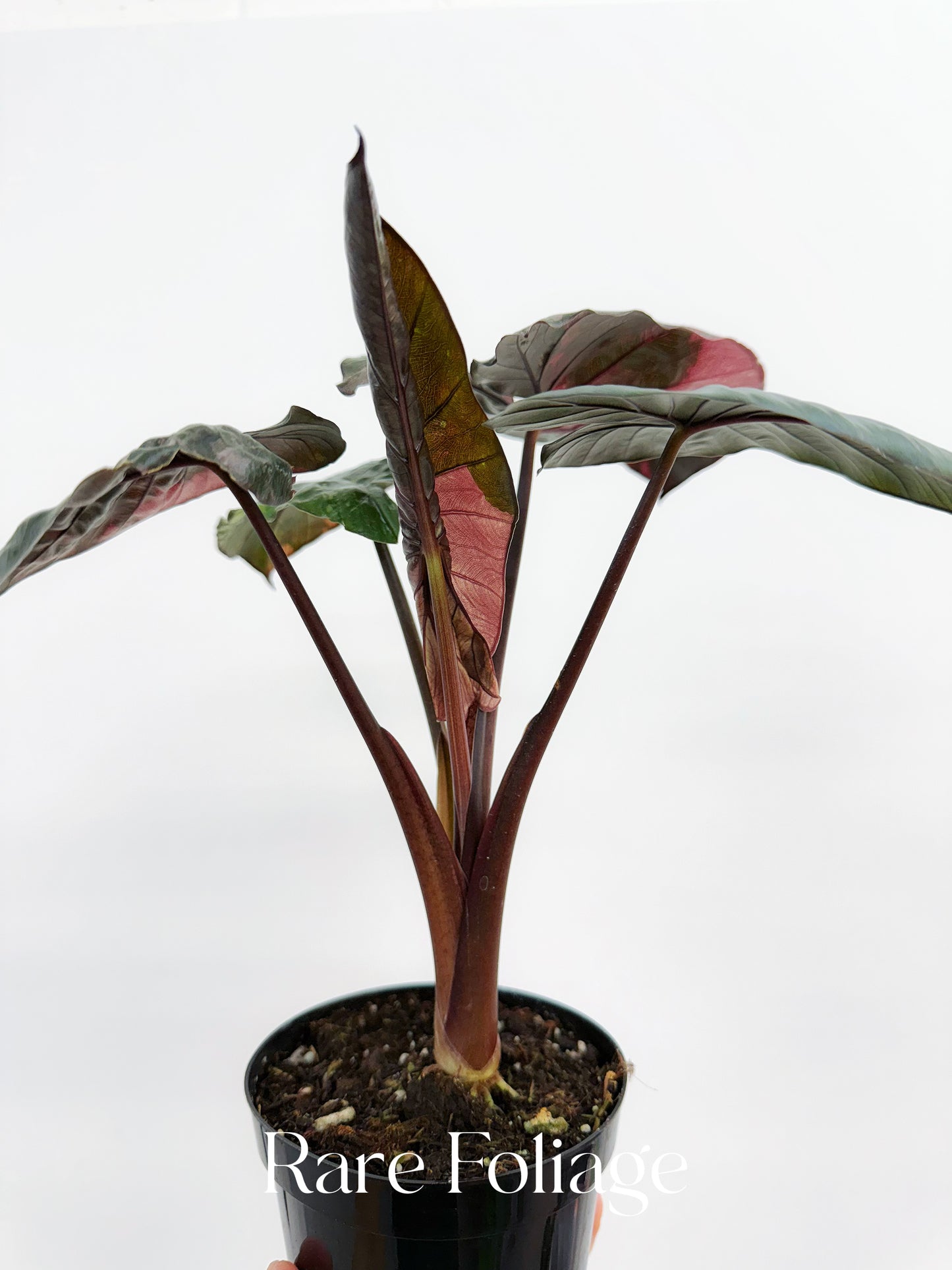 Alocasia Serendipity Pink Variegated 4” Exact Plant