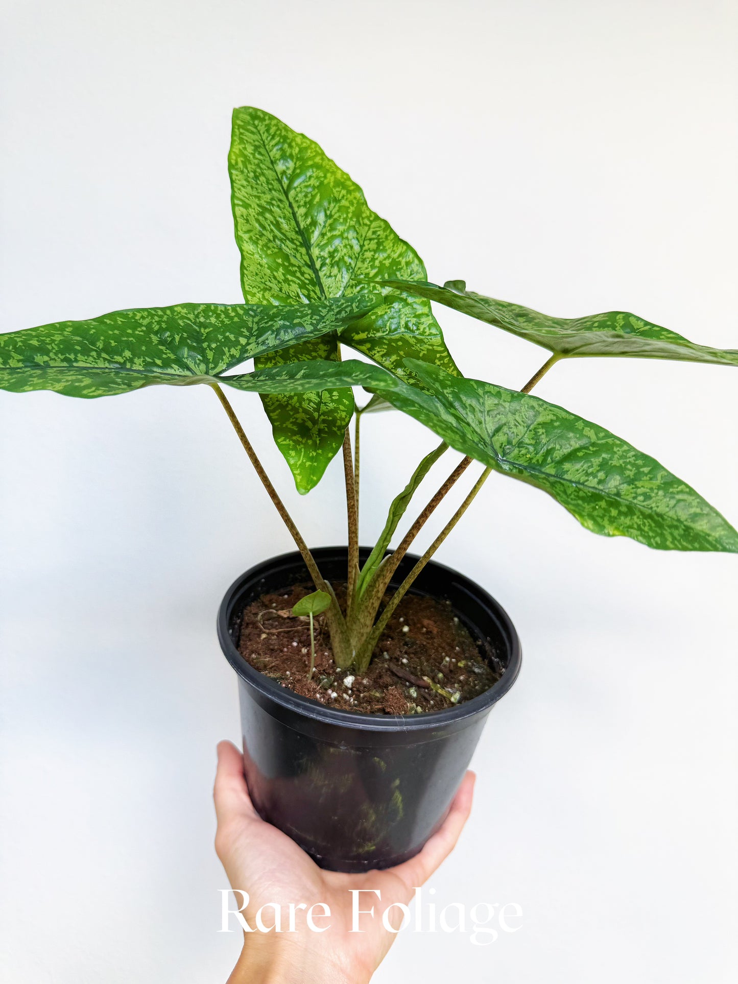 Alocasia Shattered Glass 6”