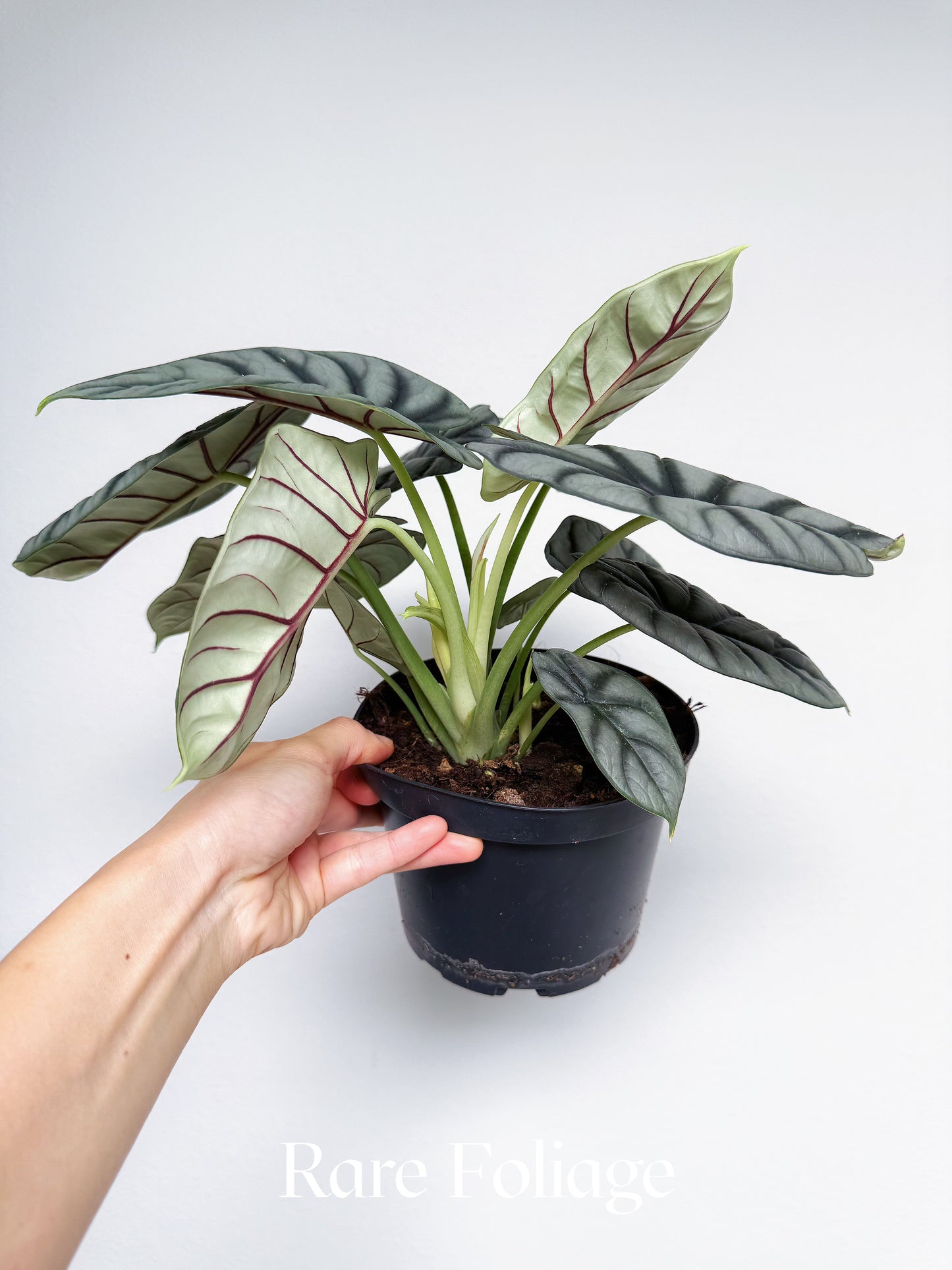 Alocasia Silver Dragon 6"