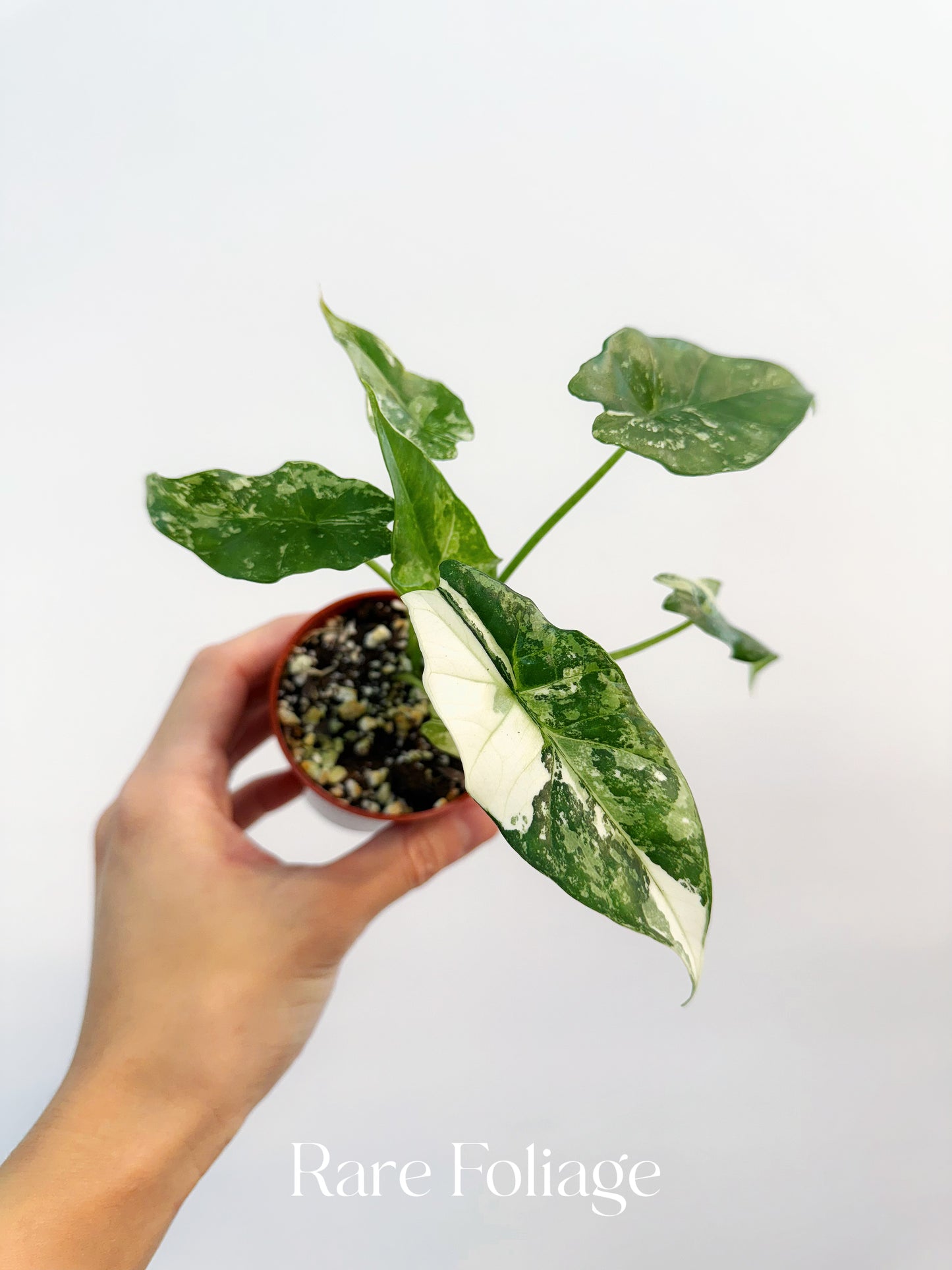 Alocasia Simpo Albo Variegated 3”