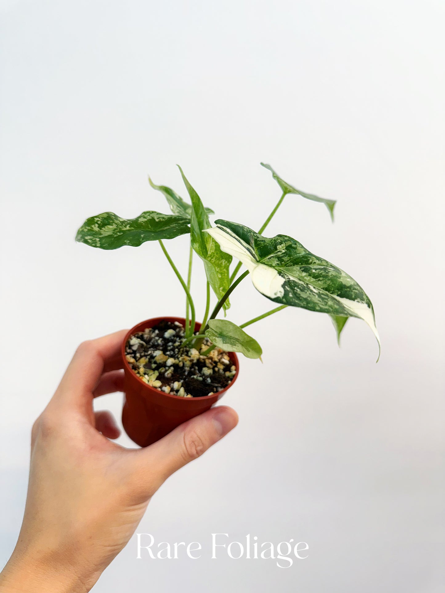 Alocasia Simpo Albo Variegated 3”